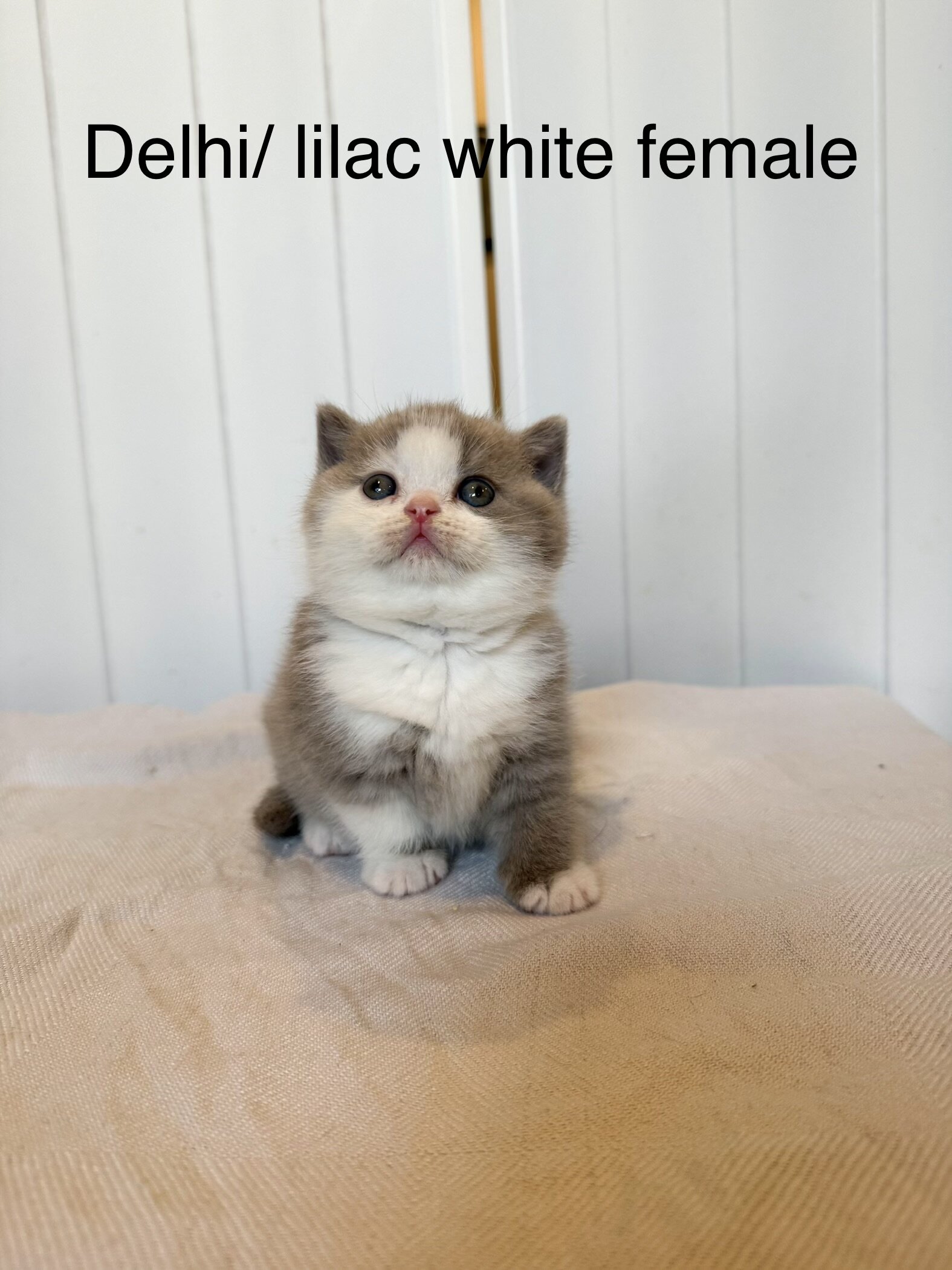 British shorthair kittens image 4