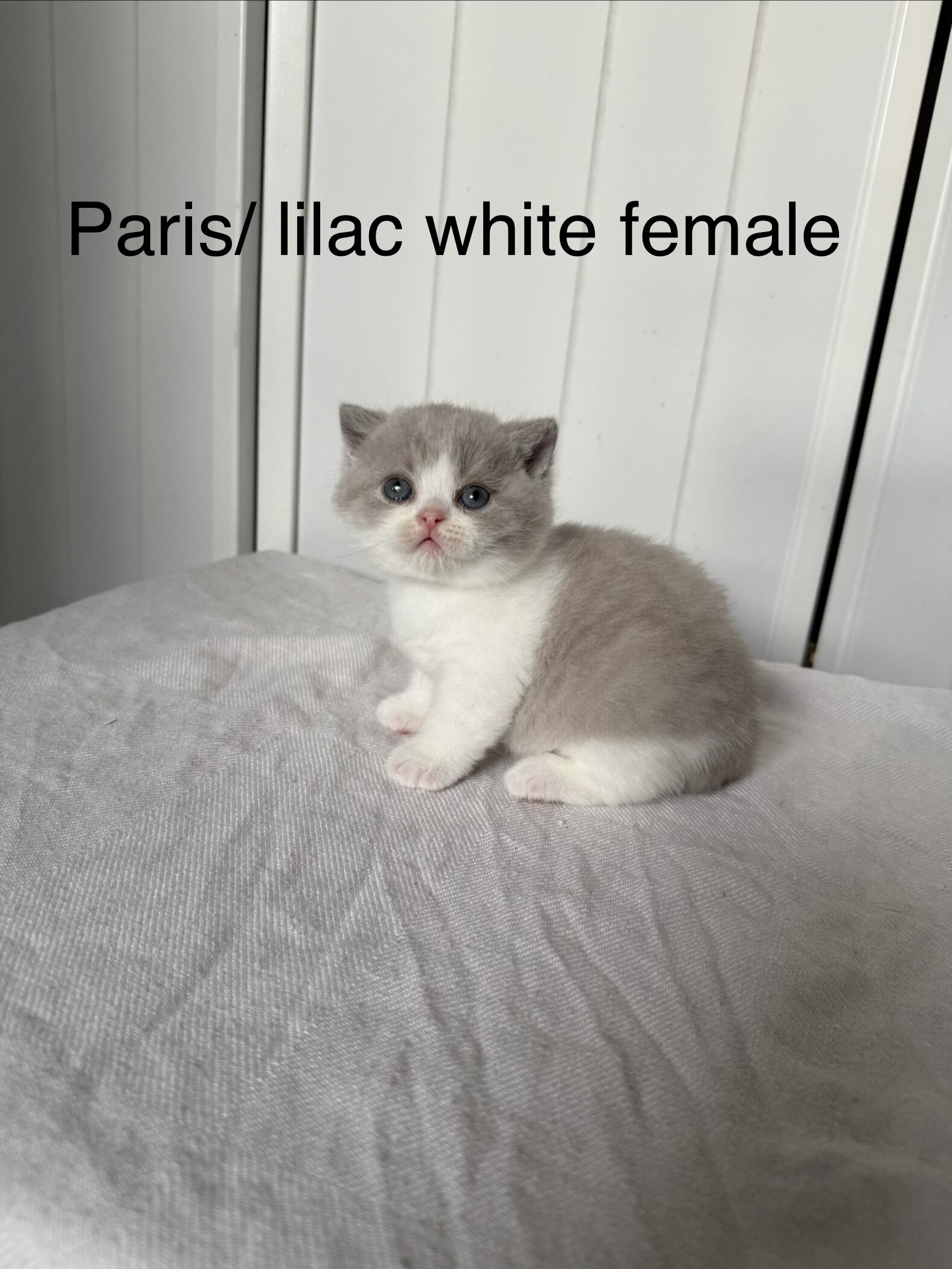 British shorthair kittens image 7