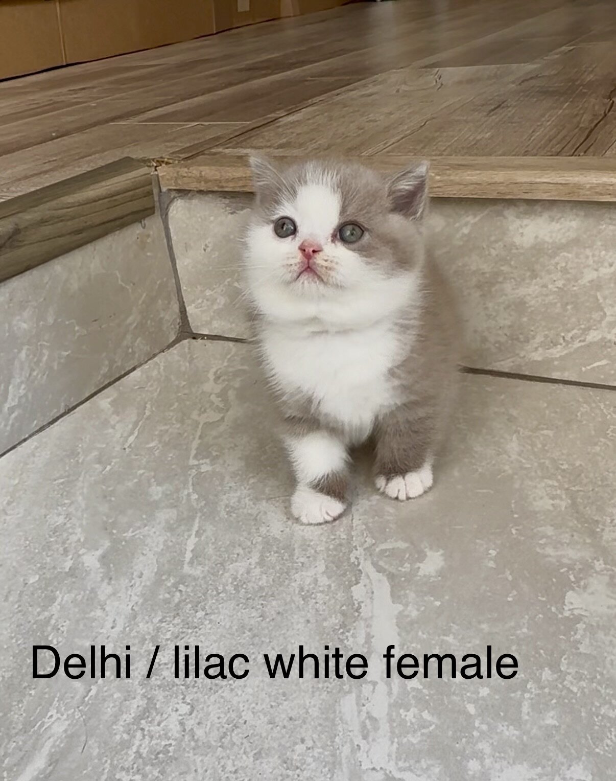 British shorthair kittens image 3
