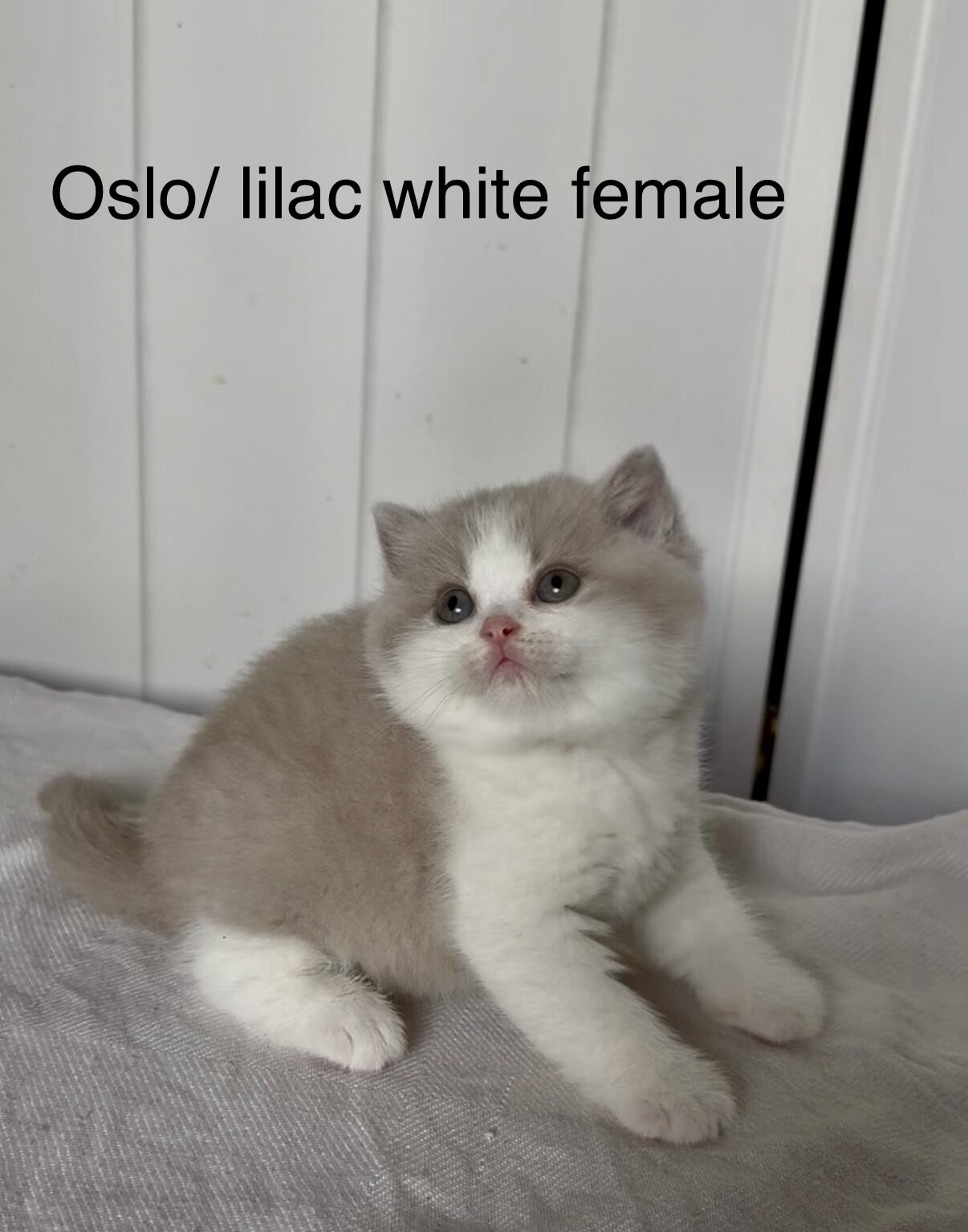 British shorthair kittens image 6