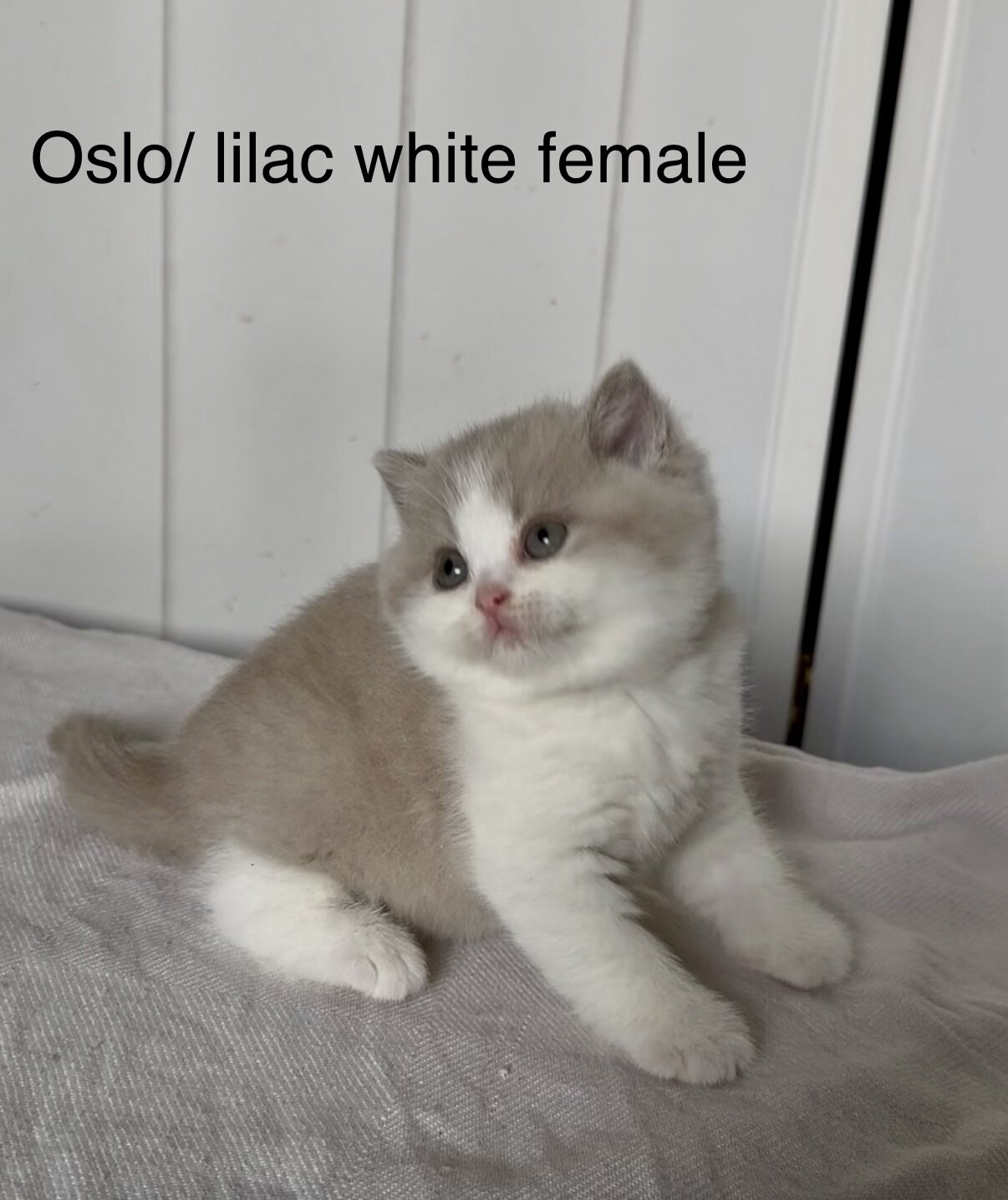 British shorthair kittens image 5