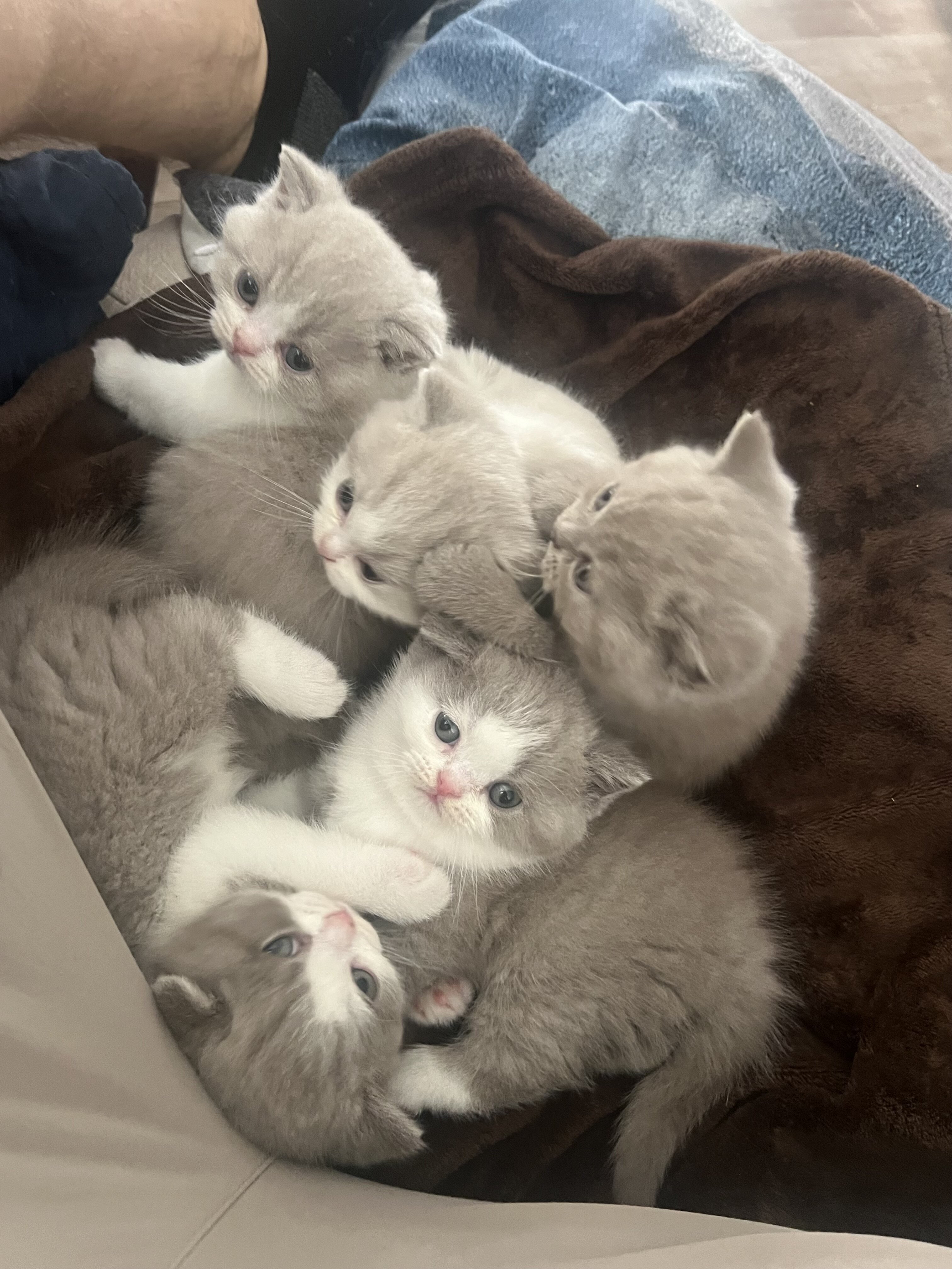 British shorthair kittens image 1