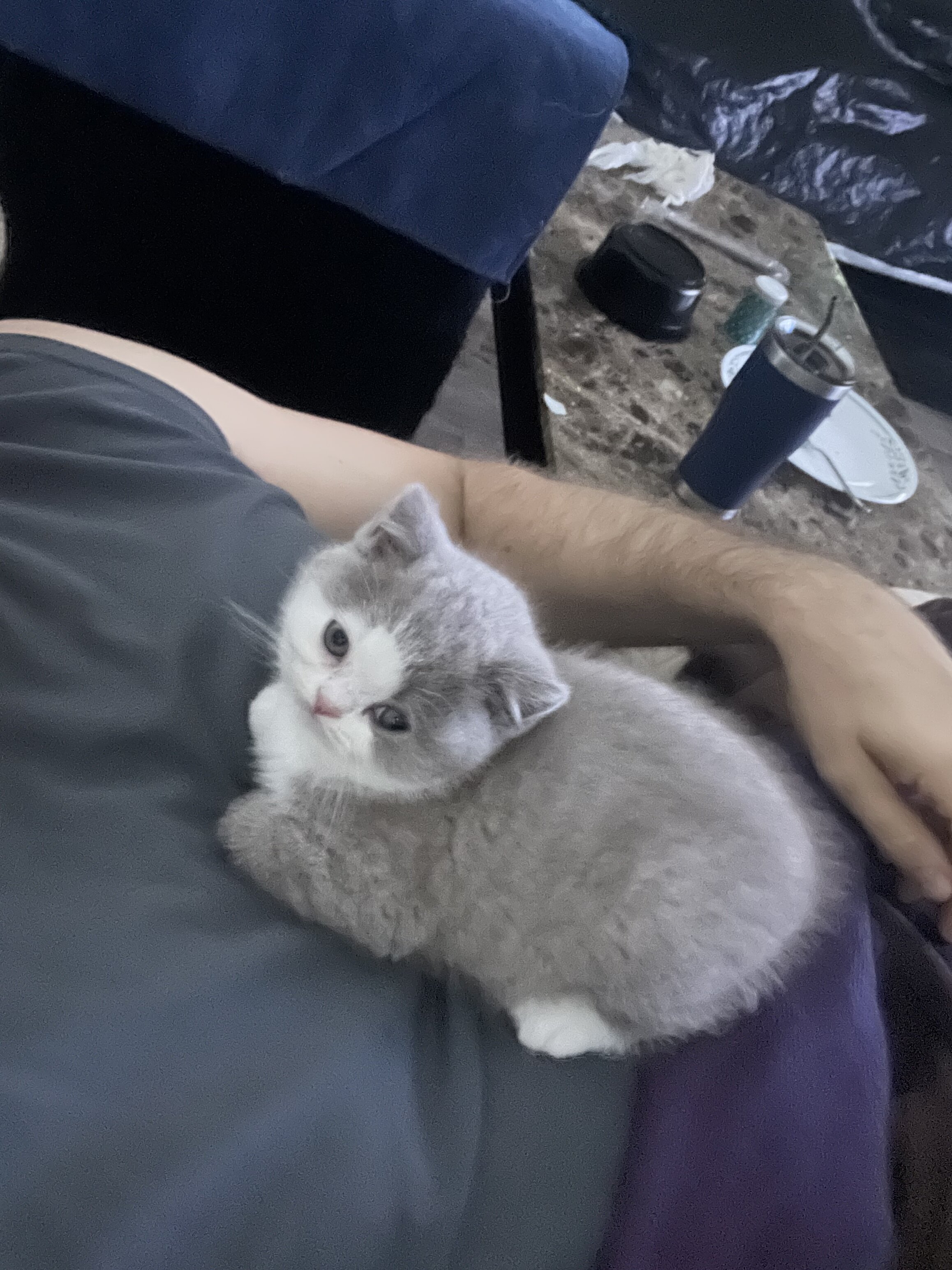 British shorthair kittens image 2