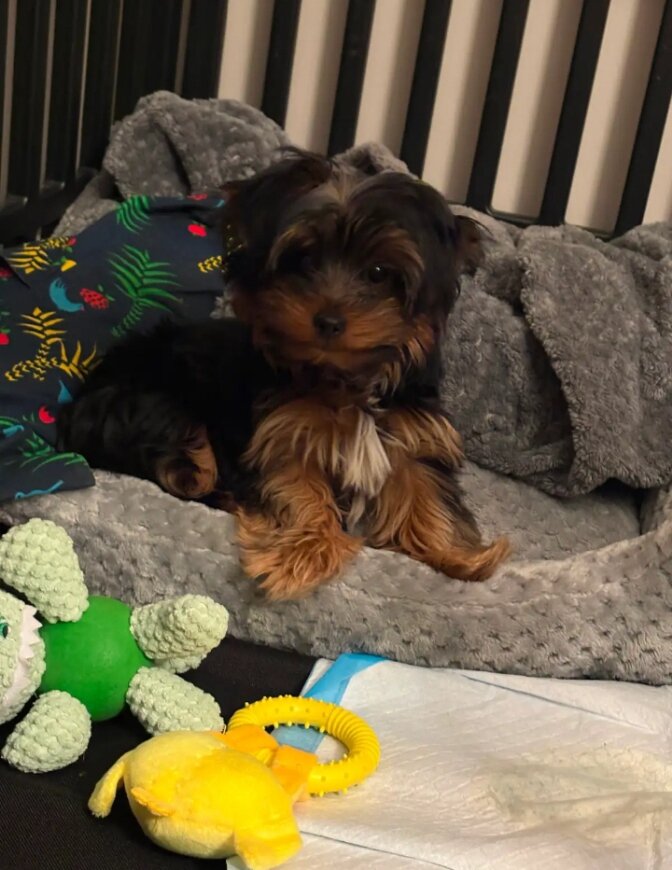 Tea Cup Yorkie puppies image 2