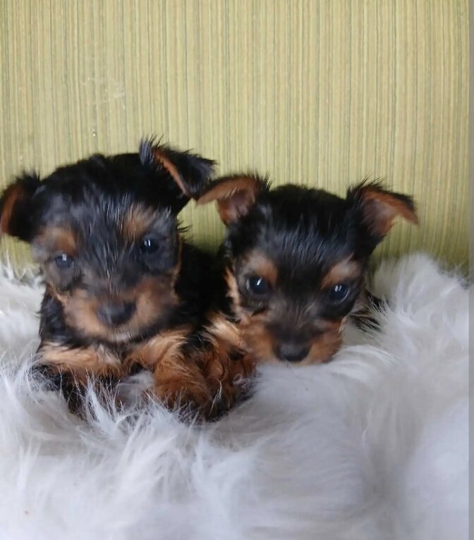Tea Cup Yorkie puppies image 1