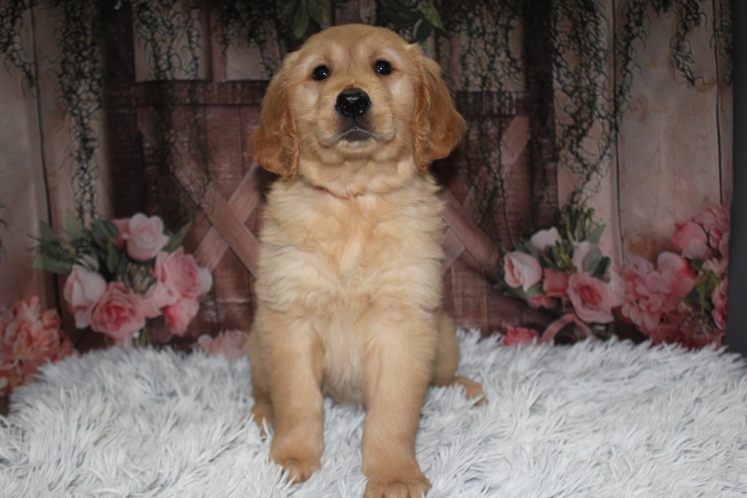 AKC Golden Retrievers image 1