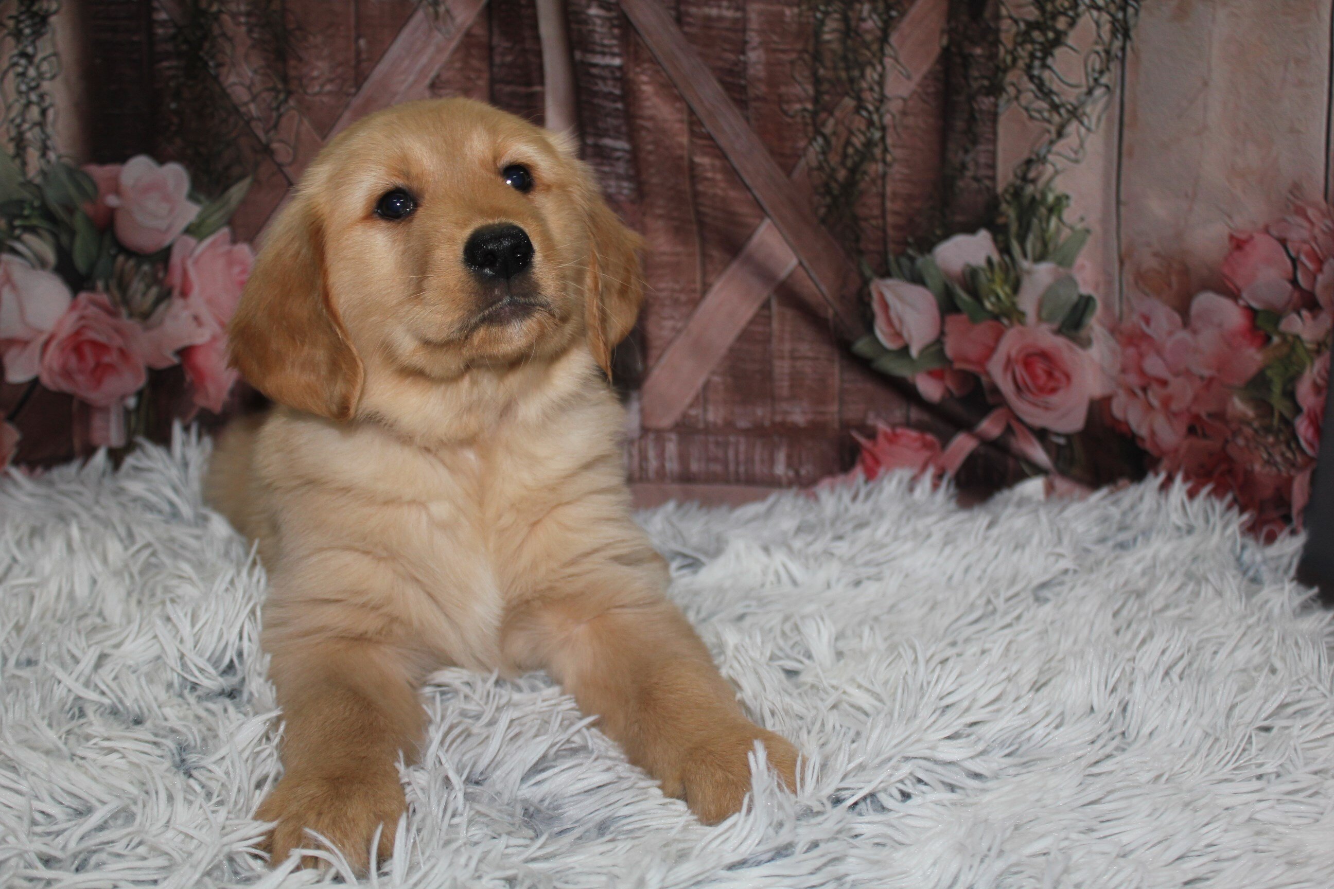 AKC Golden Retrievers image 2