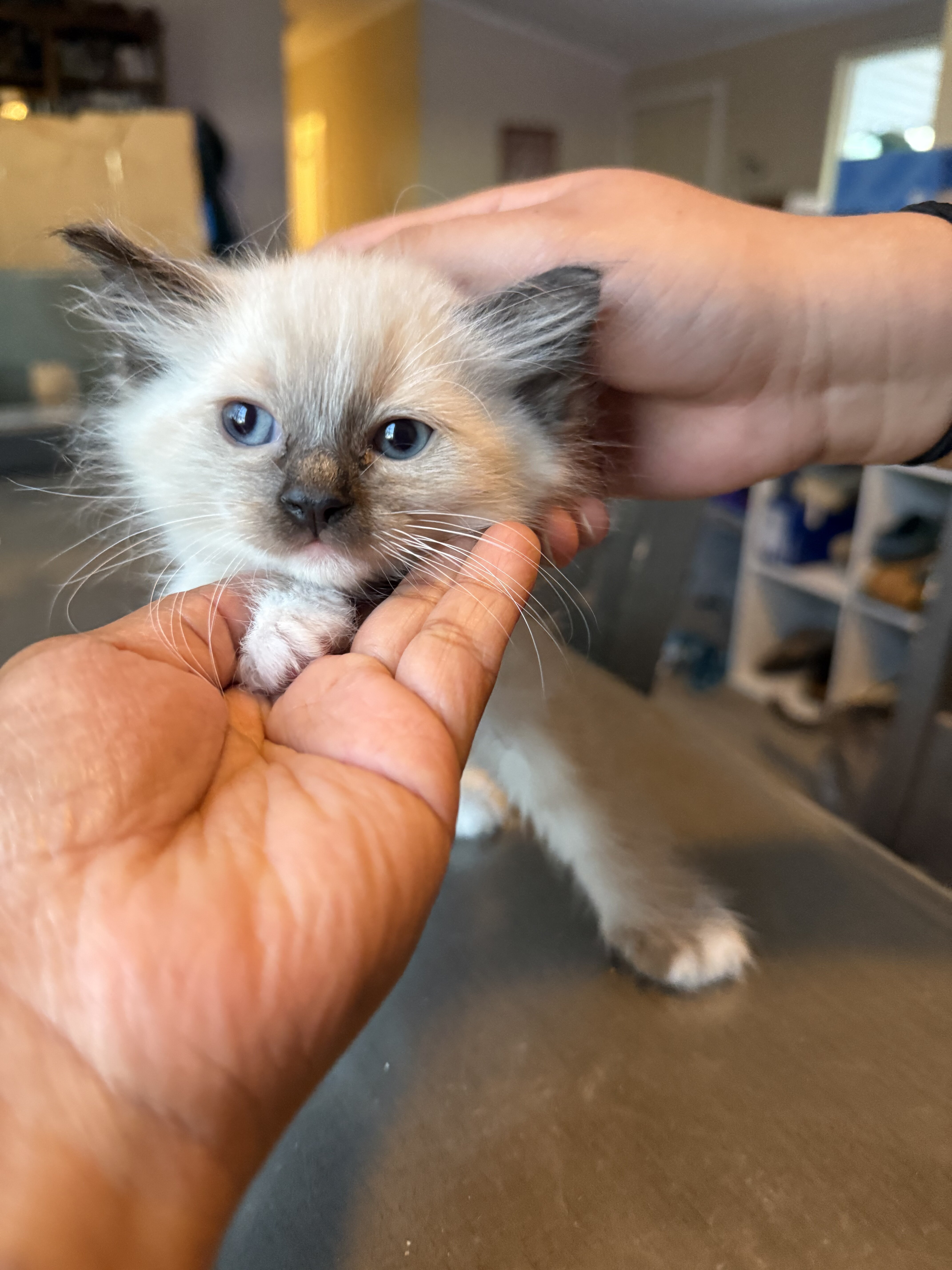 Ragdoll kittens image 1