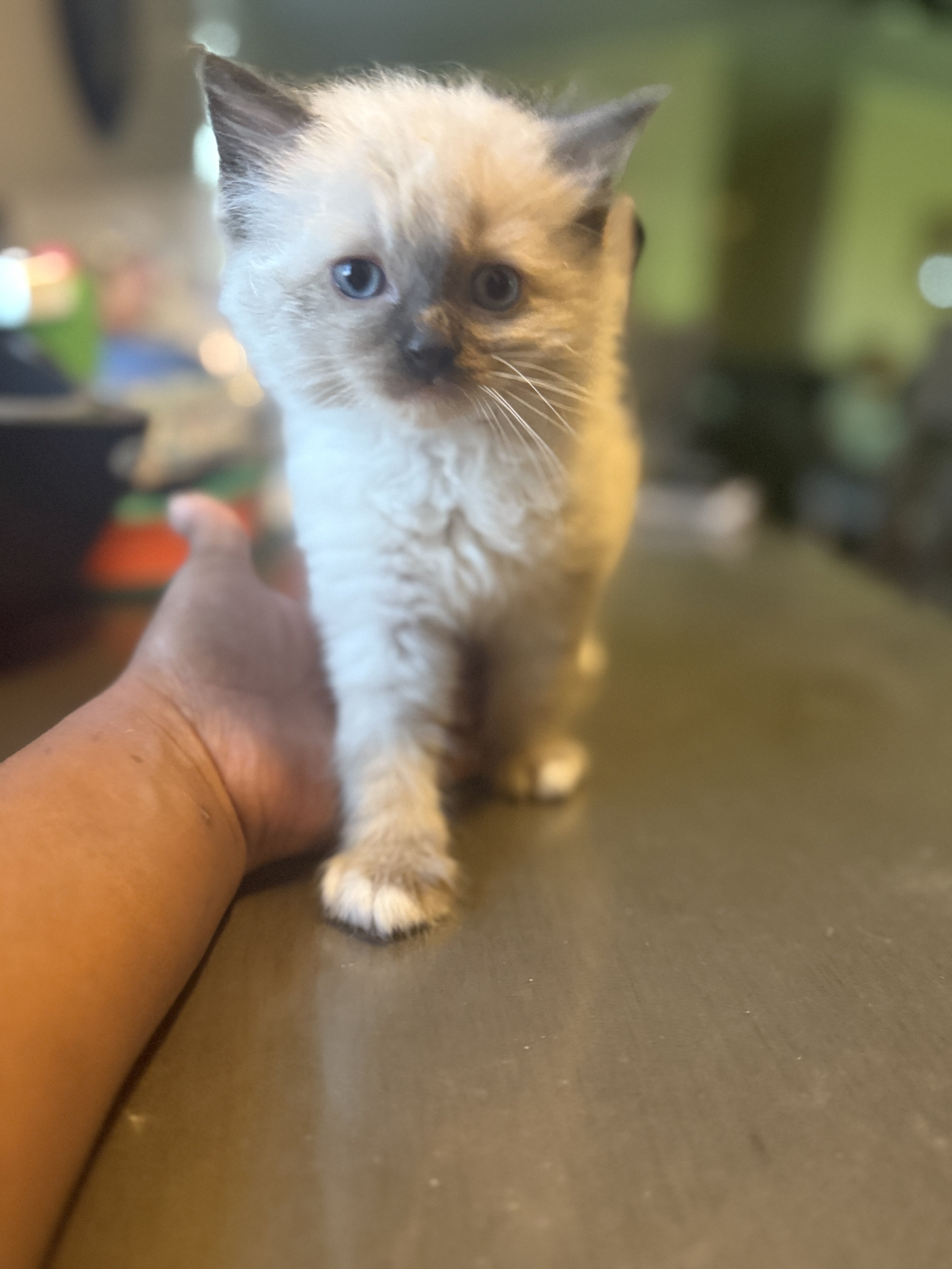Ragdoll kittens image 4