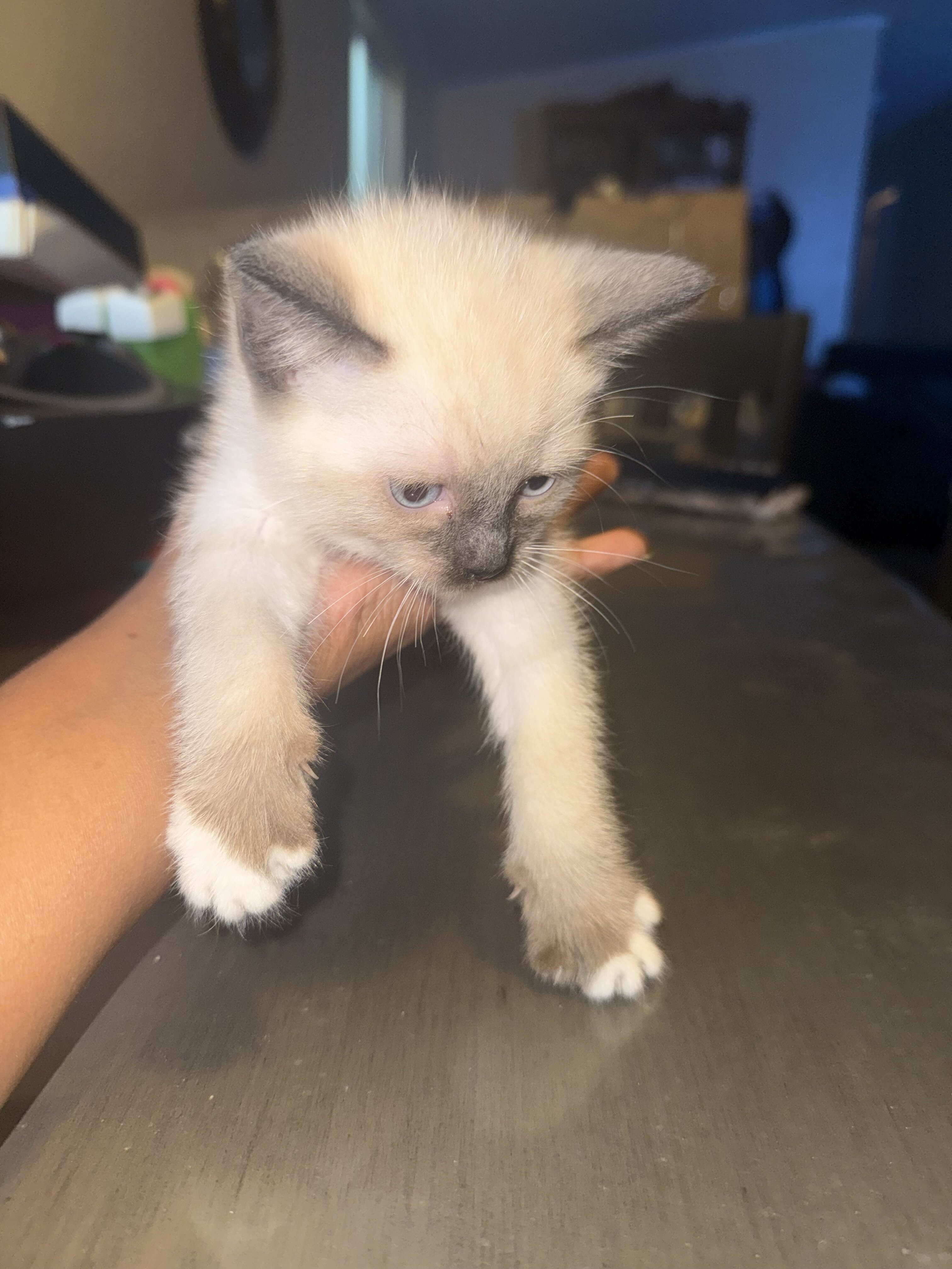 Ragdoll kittens image 5