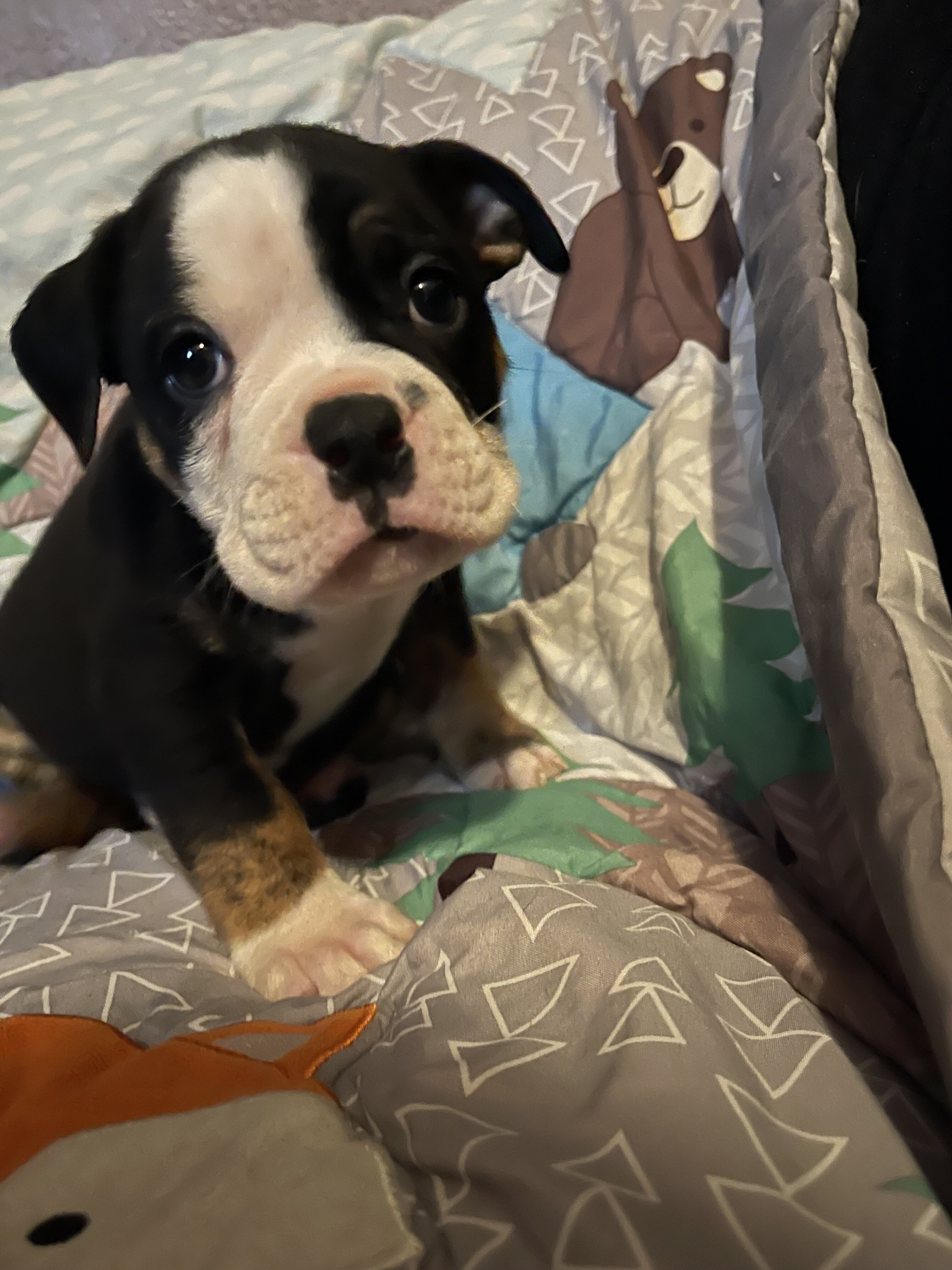 Bulldog puppies image 1