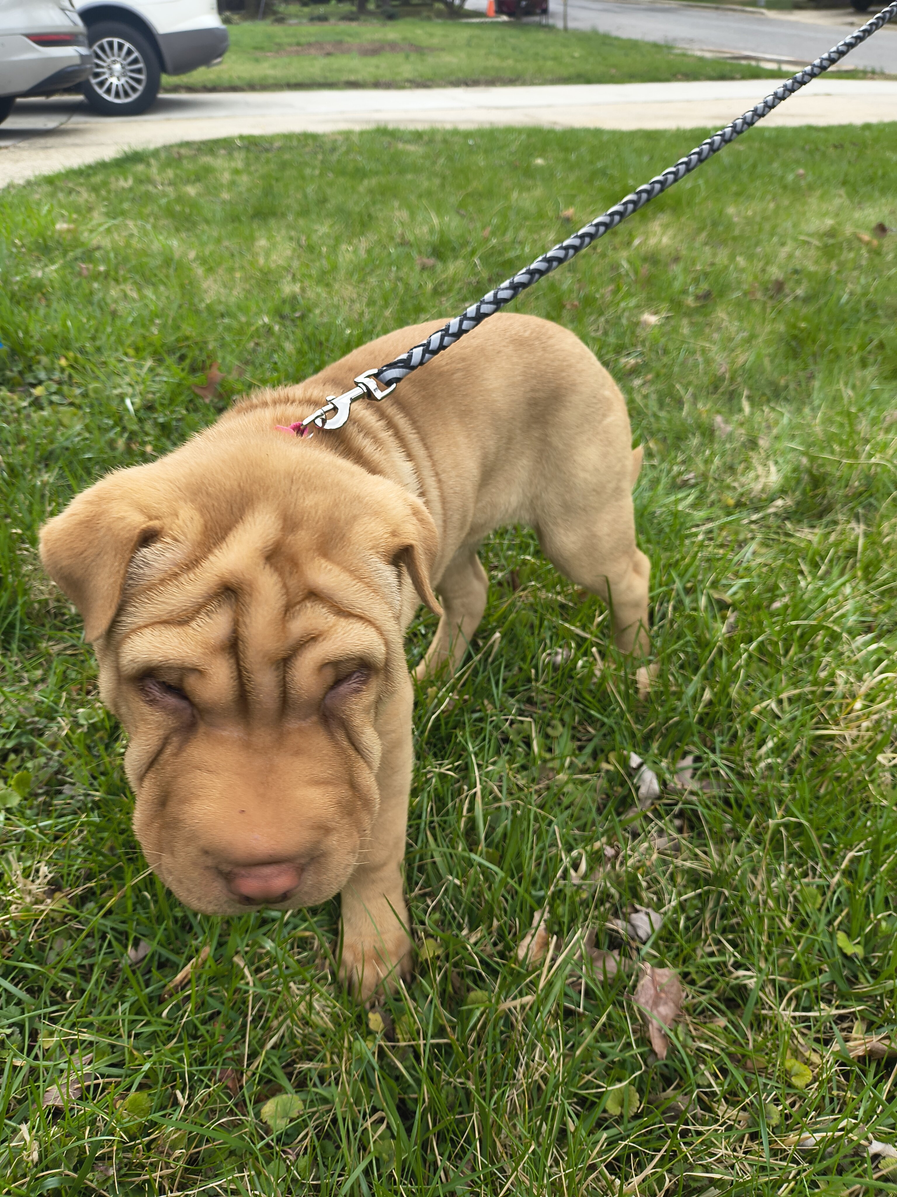 Shar Pei mix image 1