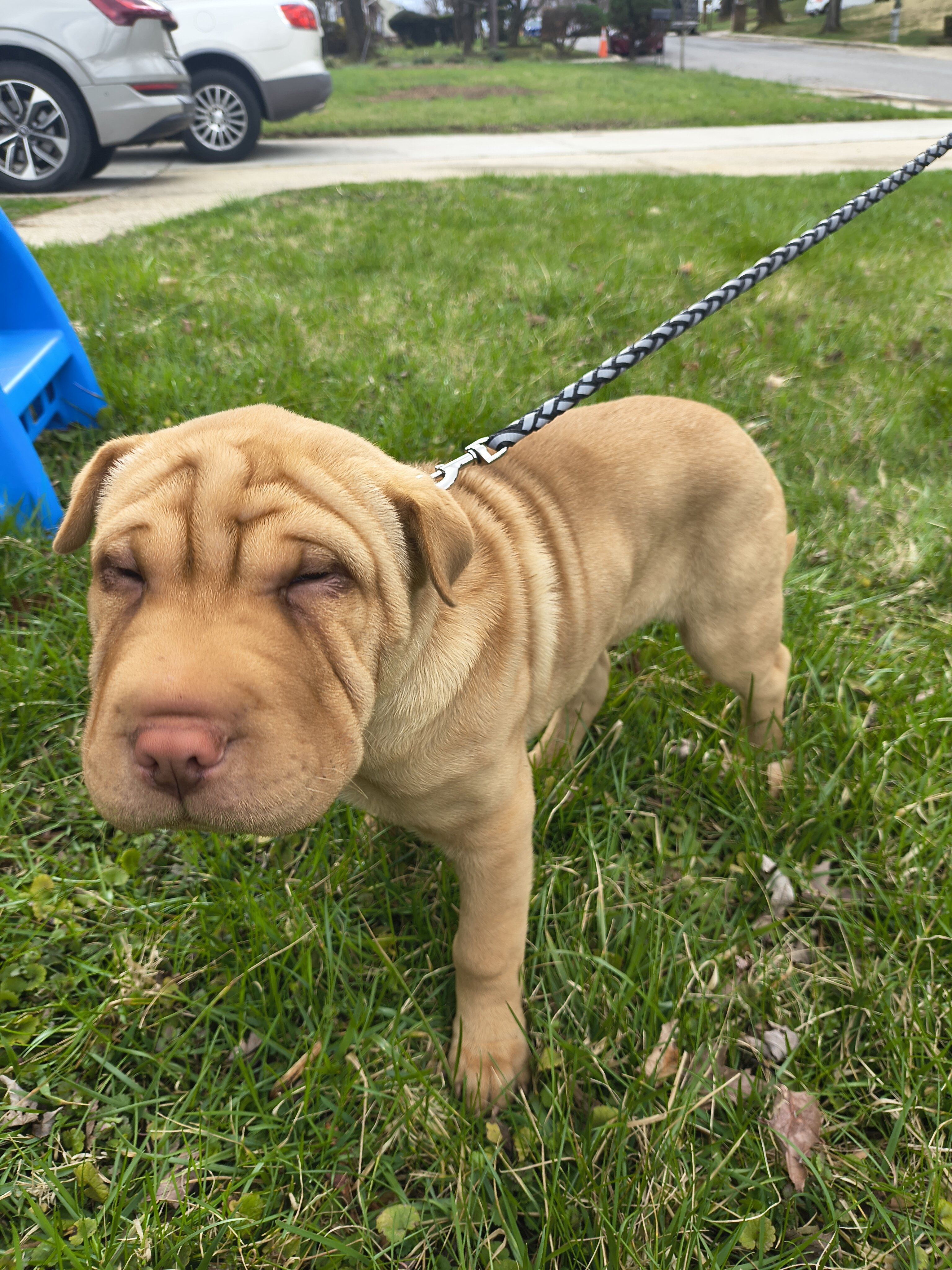 Shar Pei mix image 2