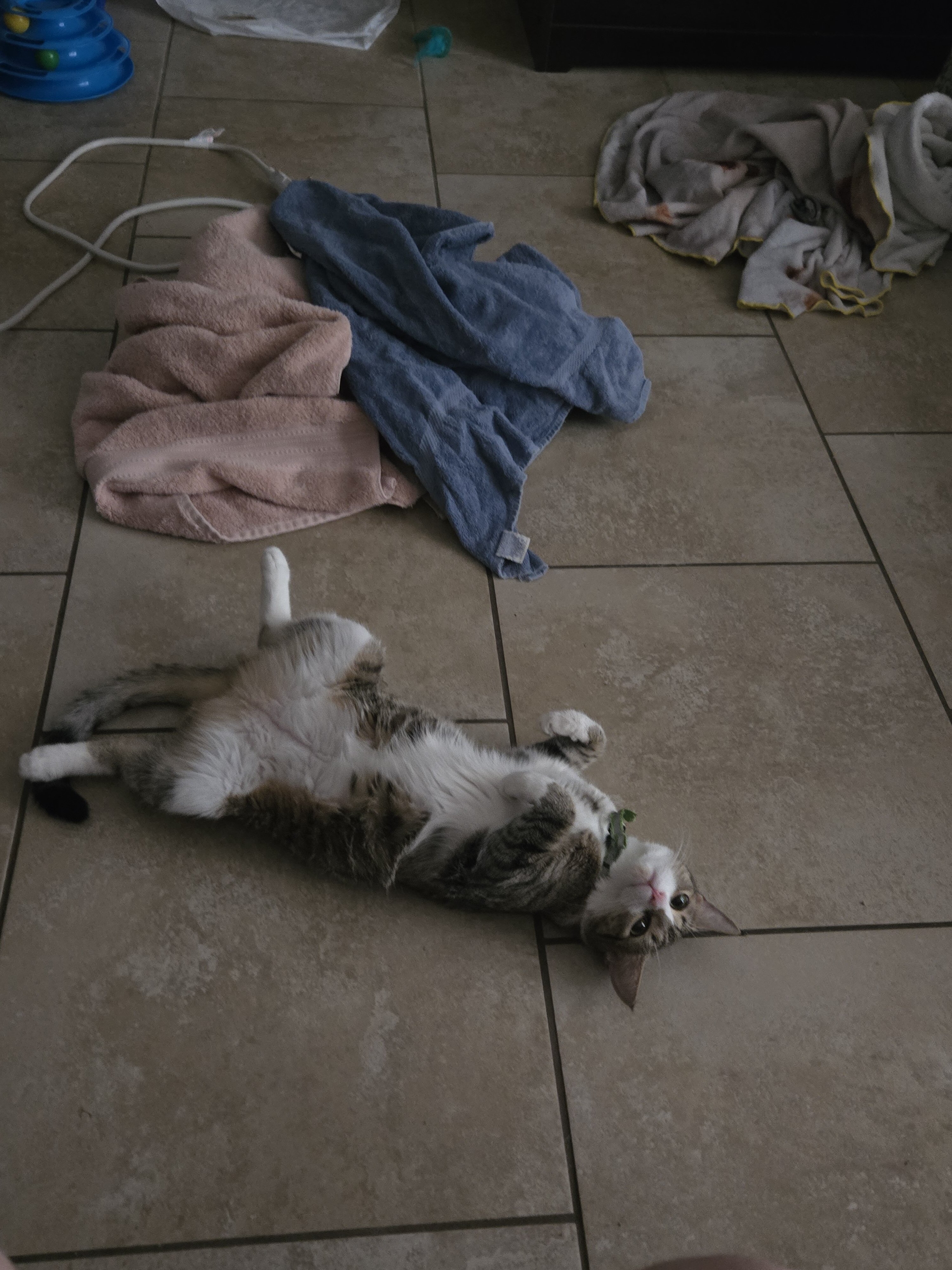Domestic Short-hair female (Not Spayed) image 2