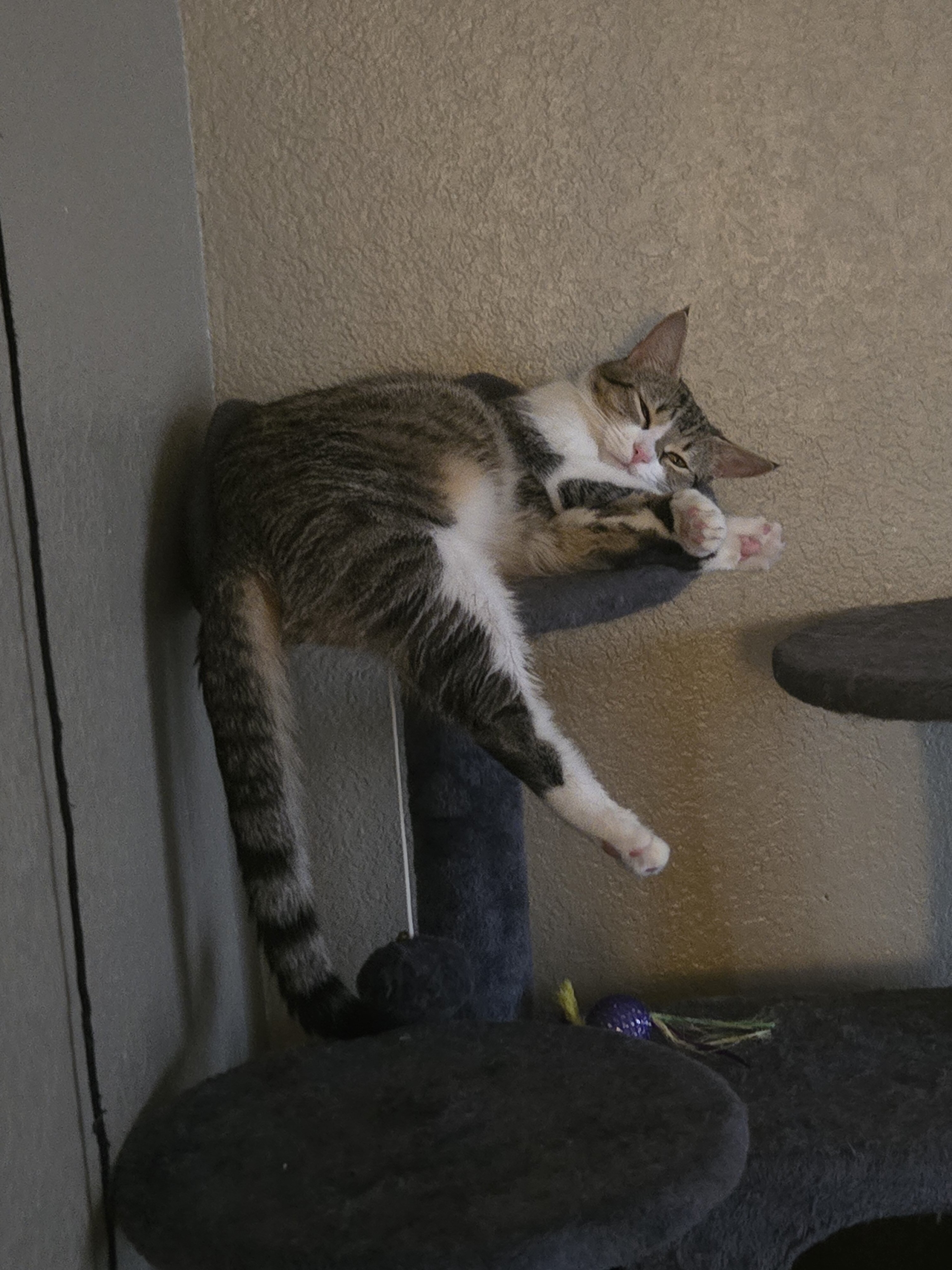 Domestic Short-hair female (Not Spayed) image 1