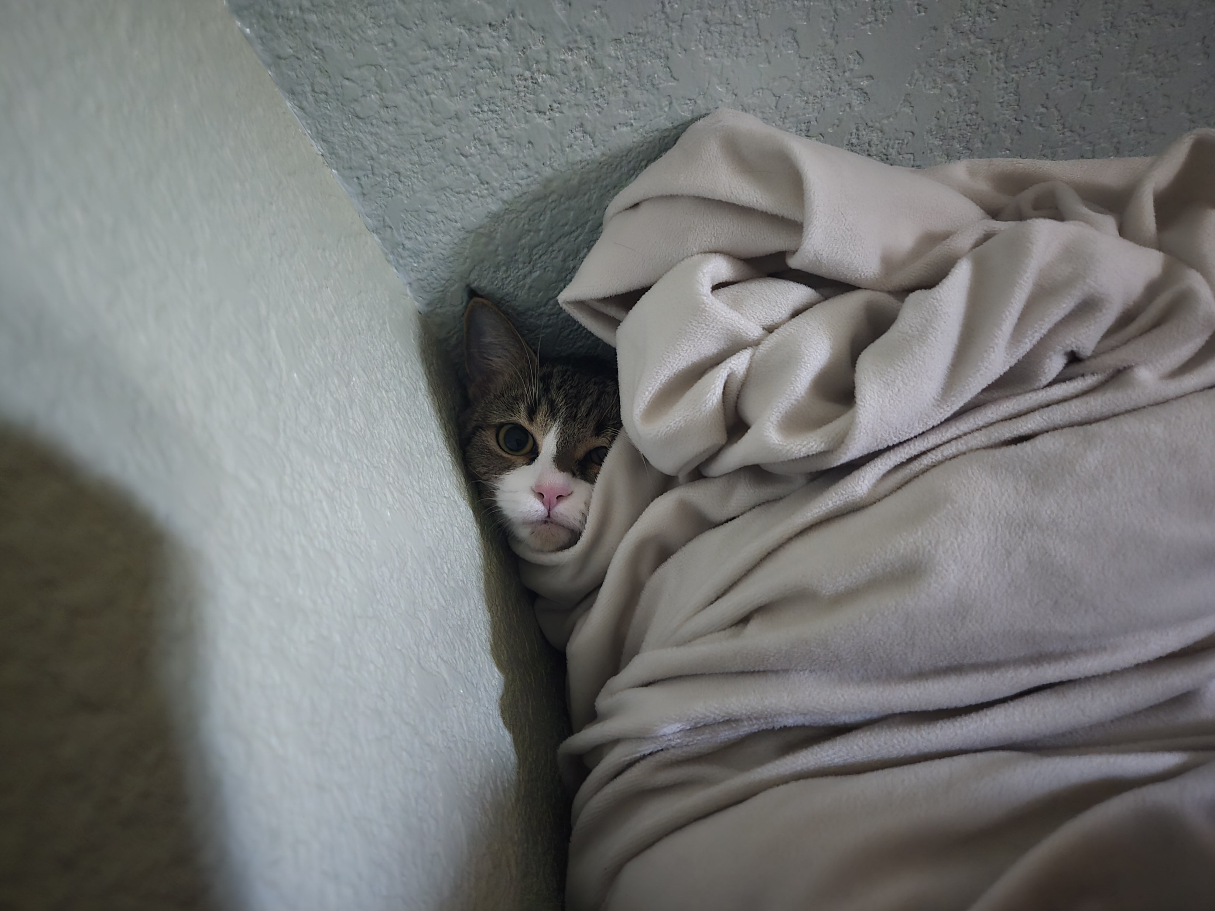Domestic Short-hair female (Not Spayed) image 3