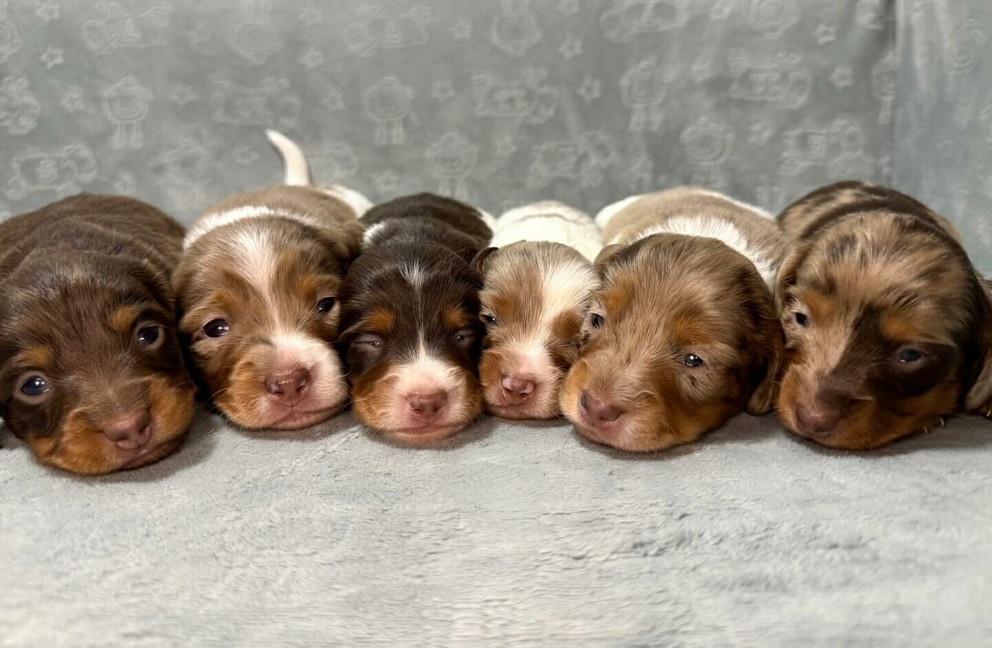 Miniature dachshund image 1