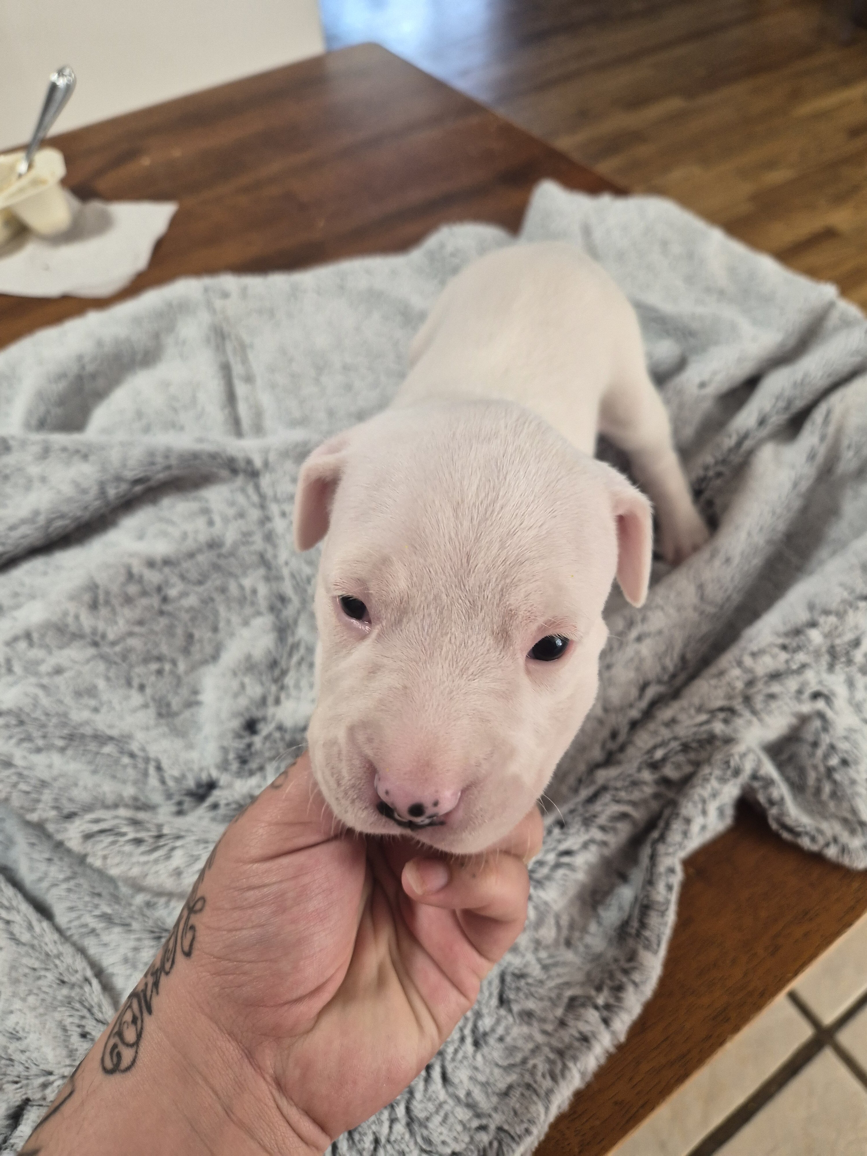 dogo argentino puppies image 5