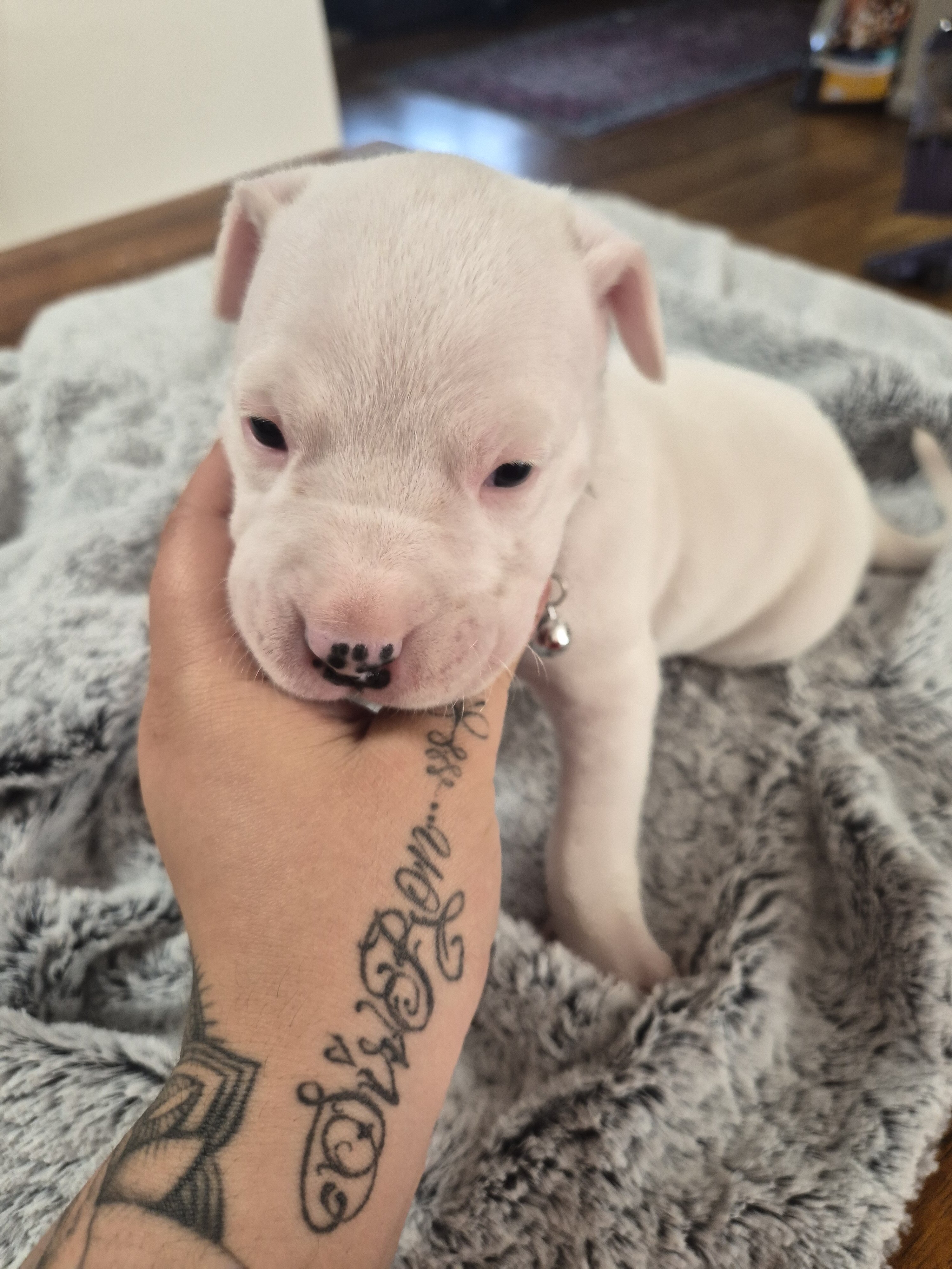 dogo argentino puppies image 4