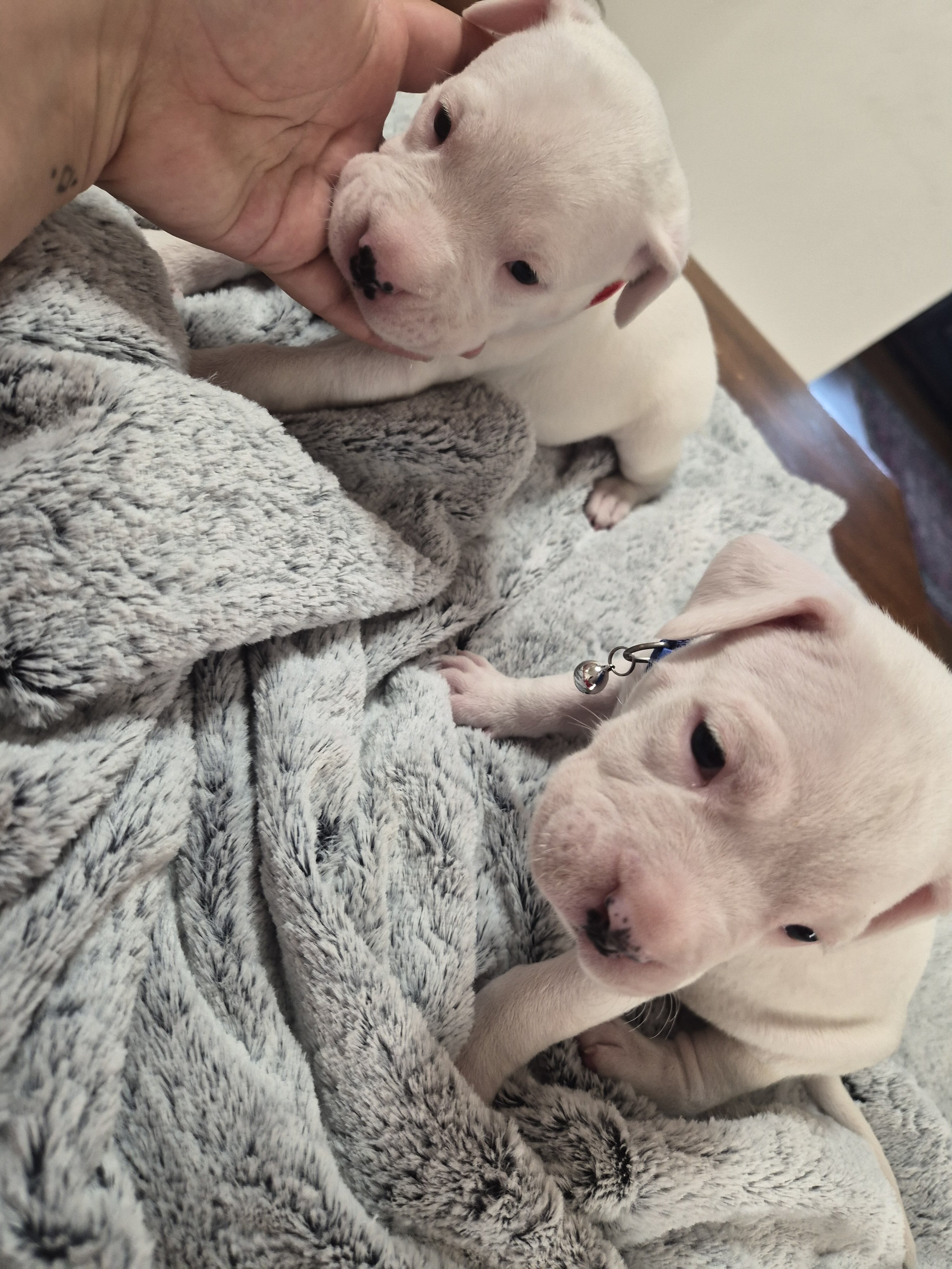 dogo argentino puppies image 3