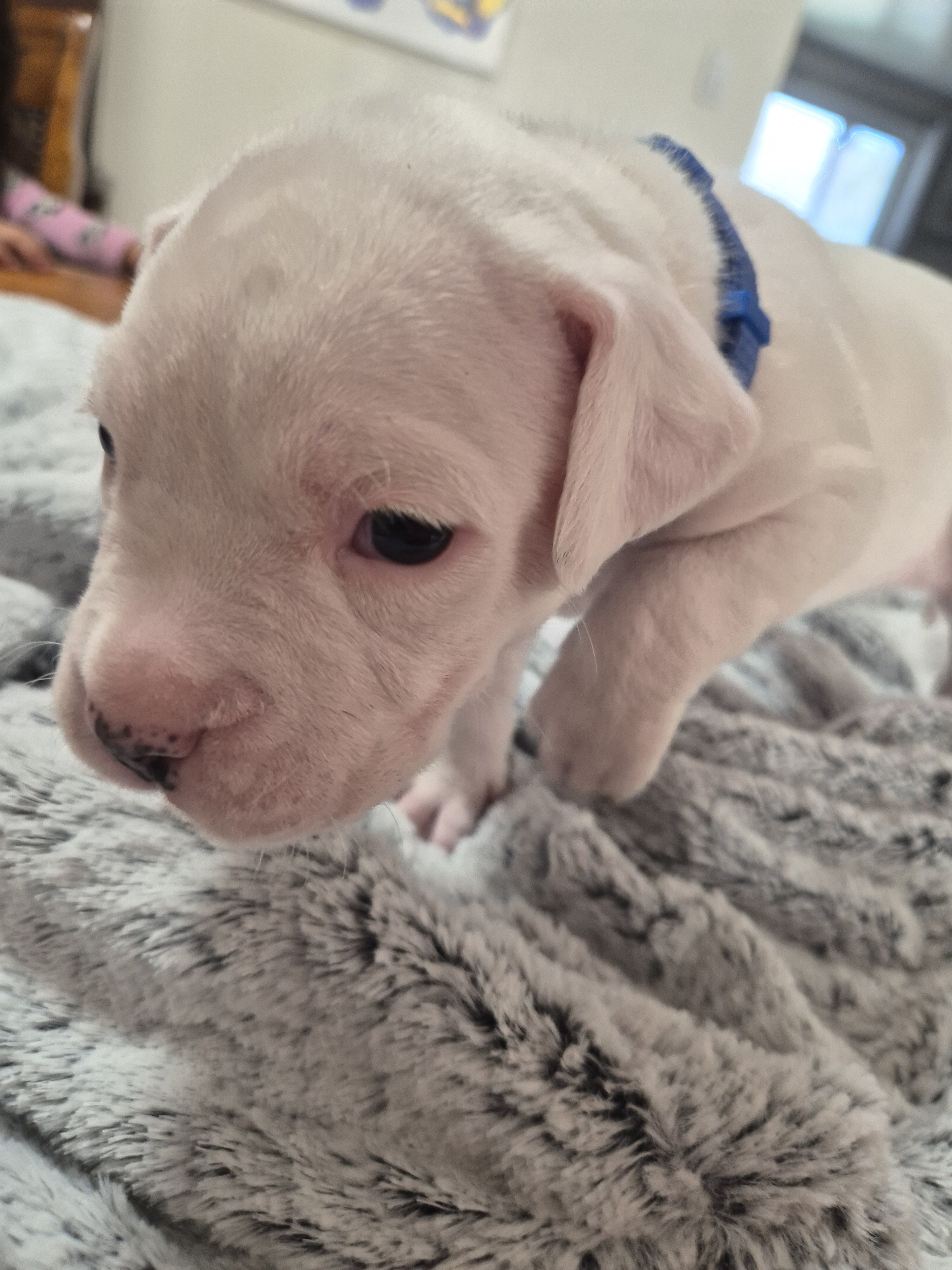dogo argentino puppies image 2