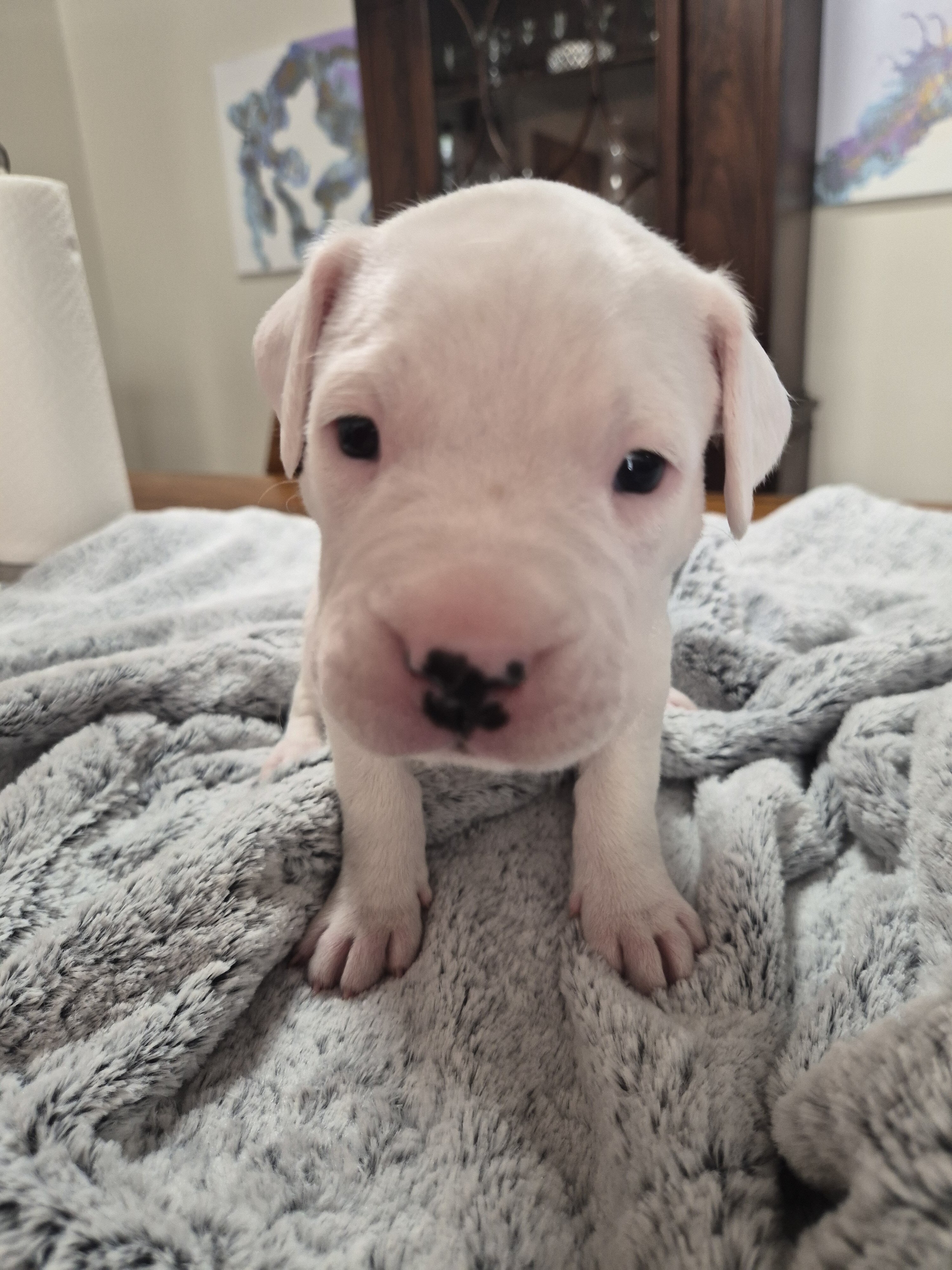 dogo argentino puppies image 1