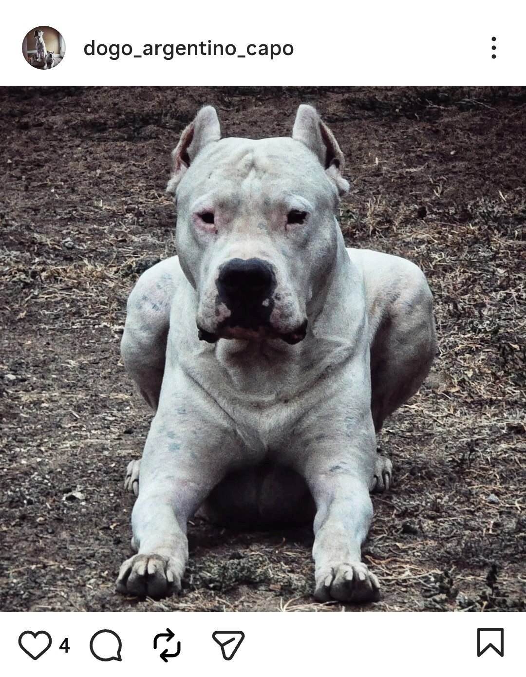 dogo argentino puppies image 6