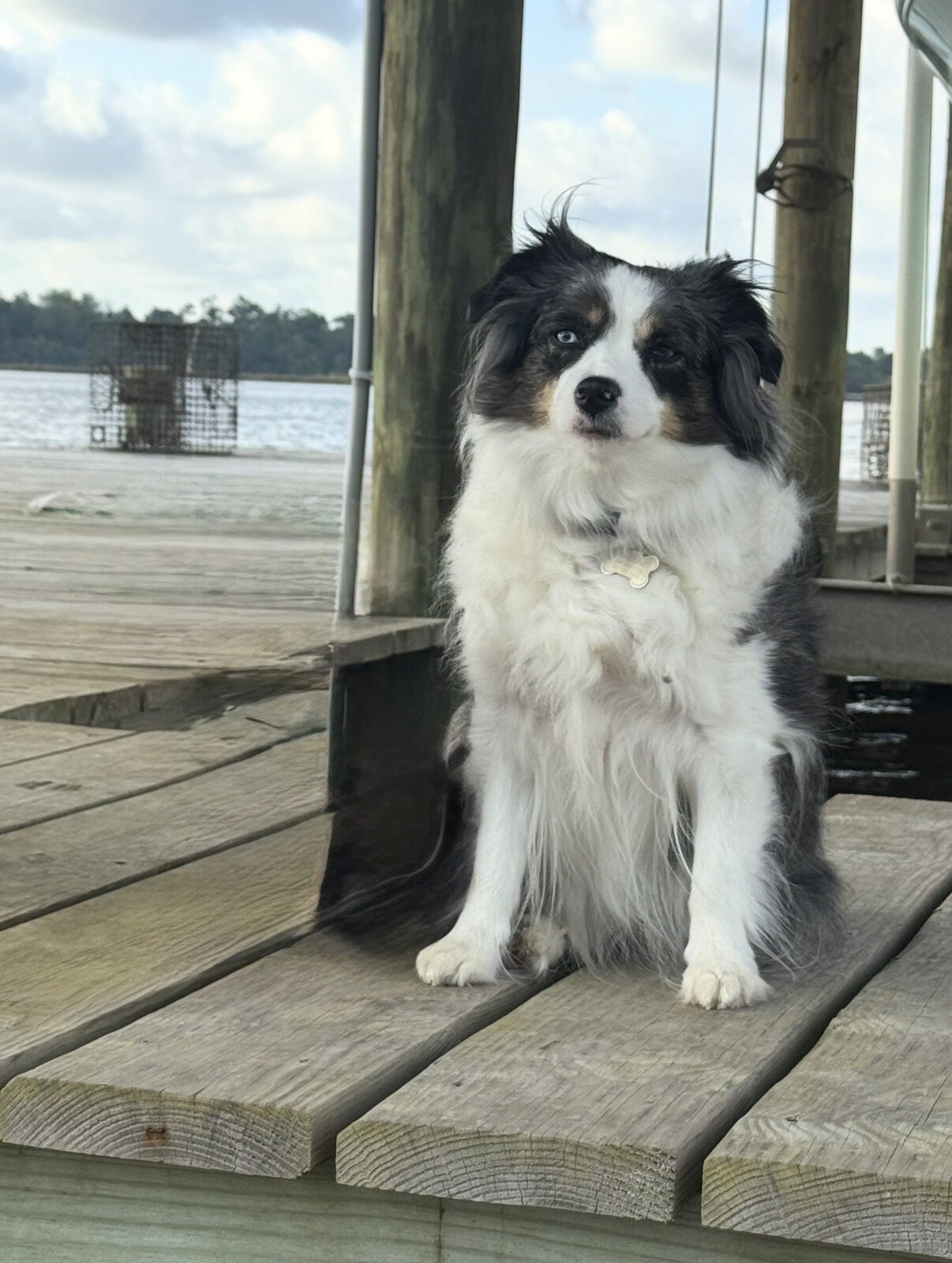 Mini Aussie Mountain Doodles for sale image 8