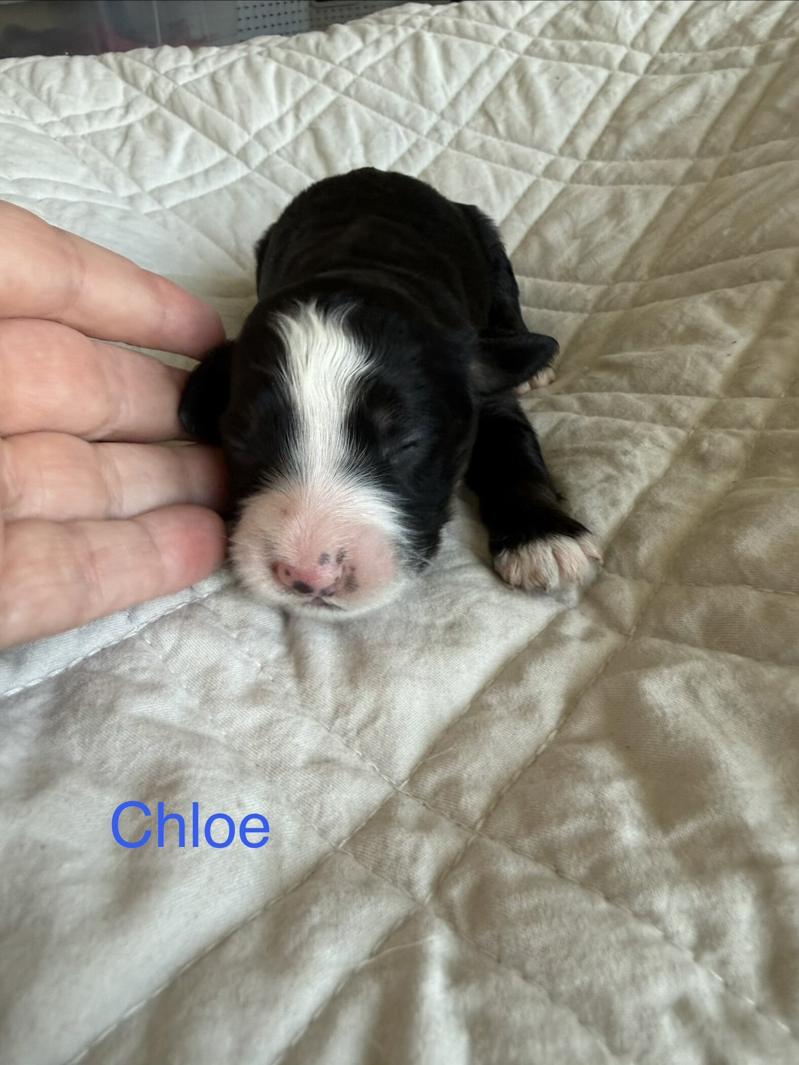 Mini Aussie Mountain Doodles for sale image 1
