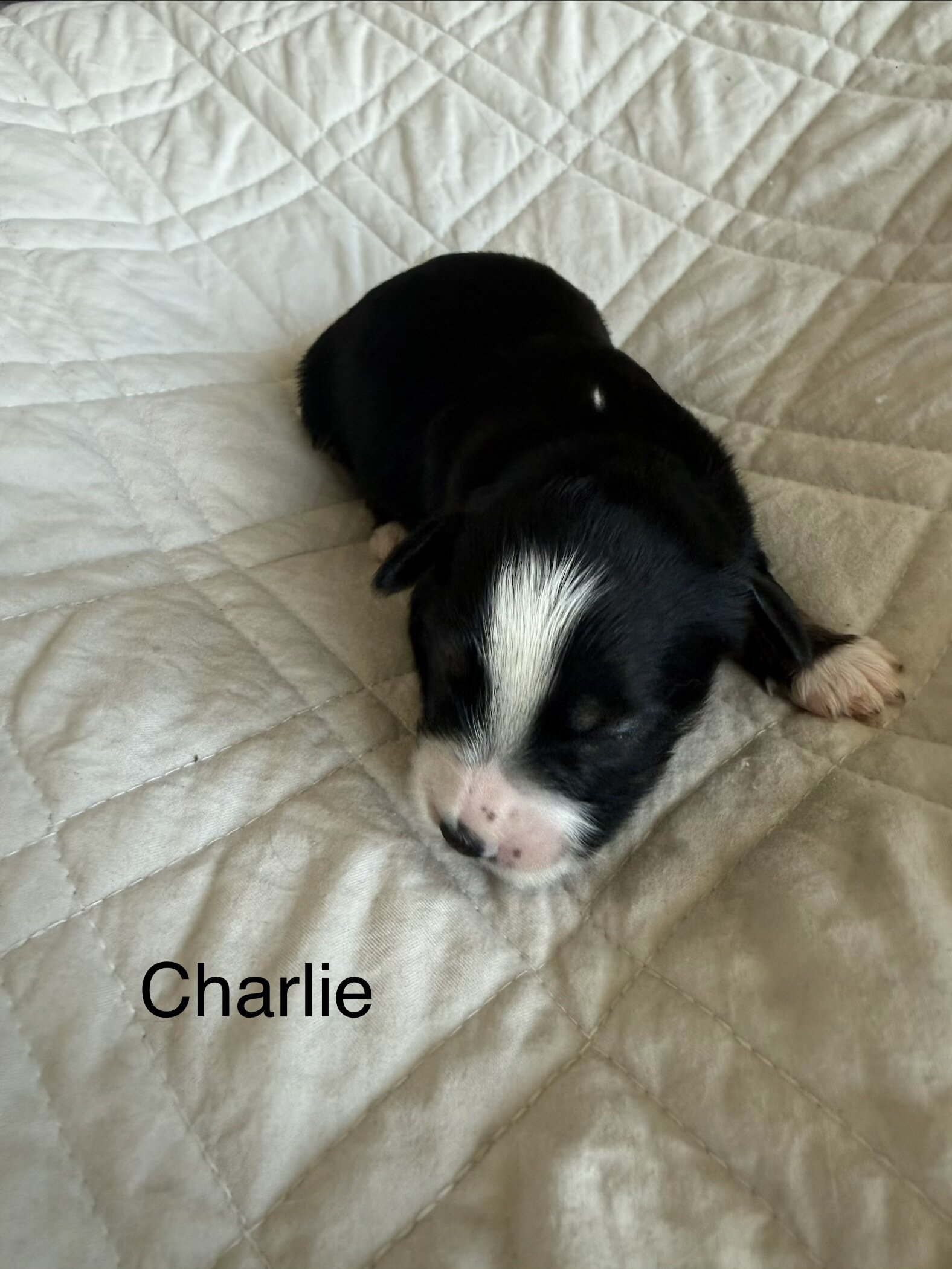 Mini Aussie Mountain Doodles for sale image 2