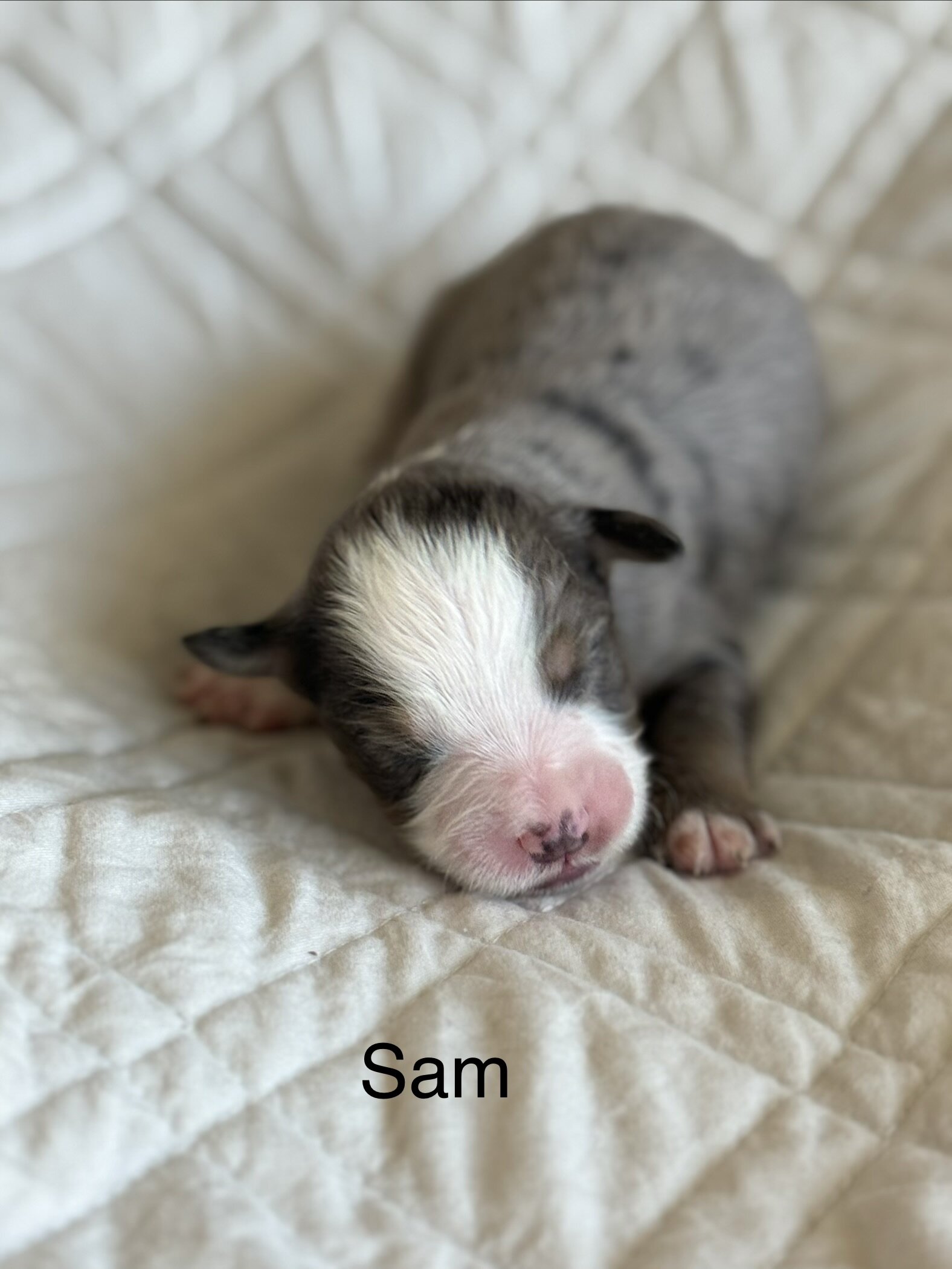 Mini Aussie Mountain Doodles for sale image 3