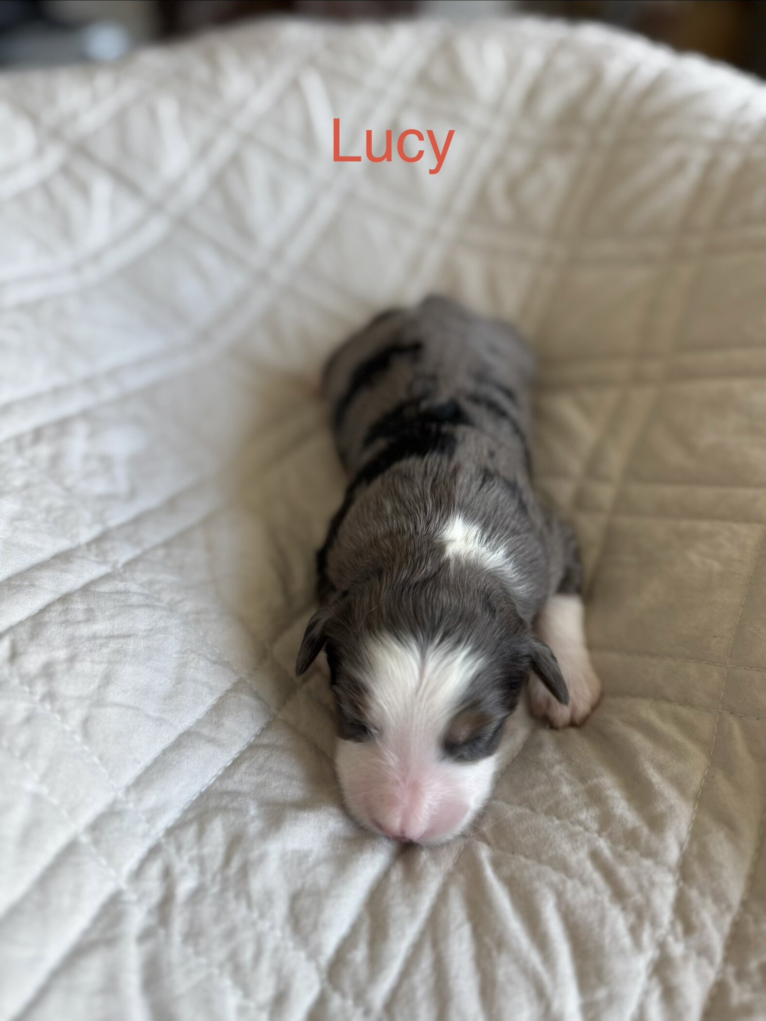 Mini Aussie Mountain Doodles for sale image 4