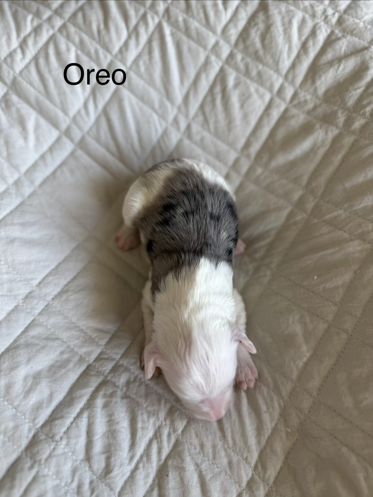 Mini Aussie Mountain Doodles for sale image 5