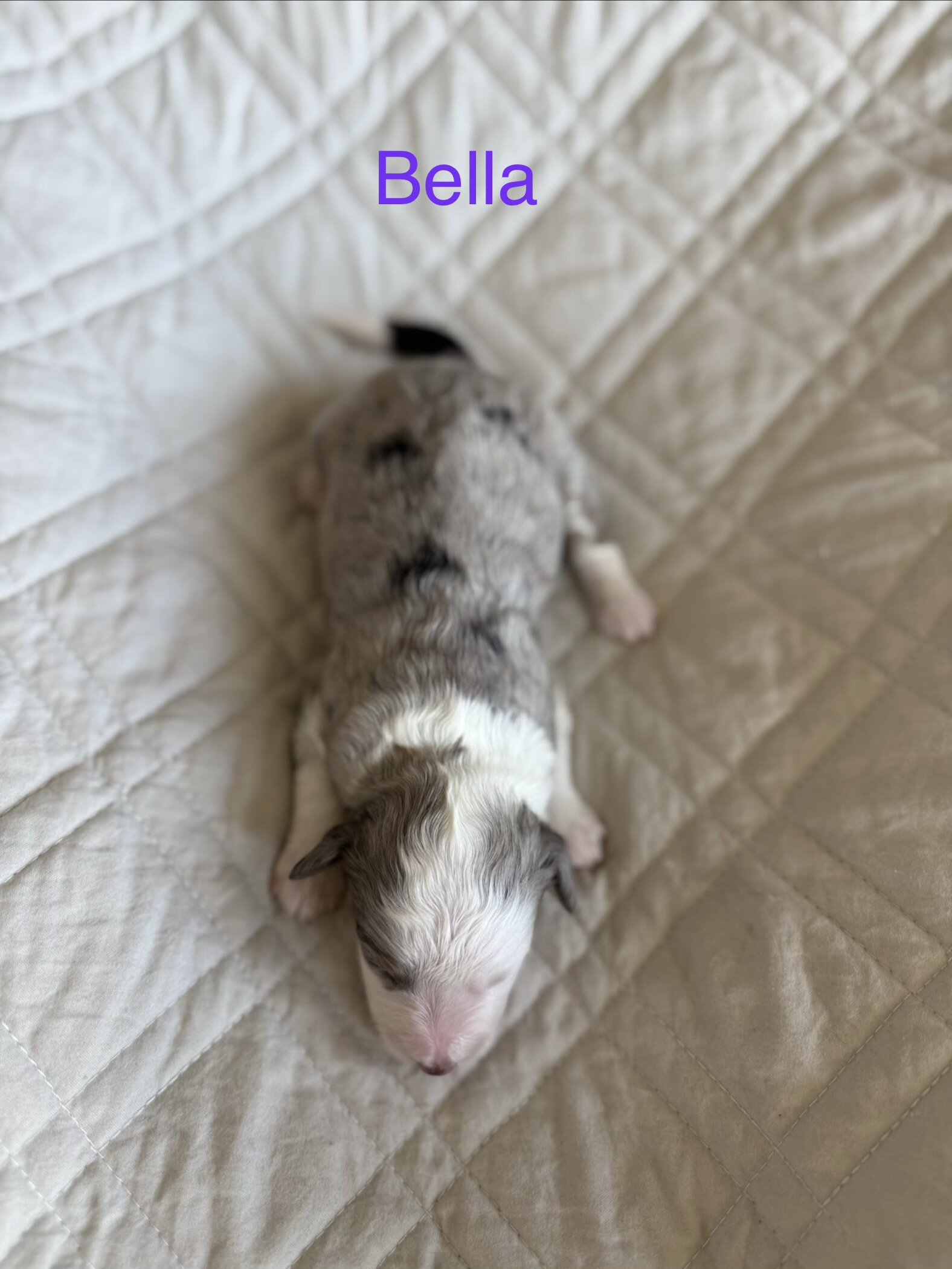 Mini Aussie Mountain Doodles for sale image 6