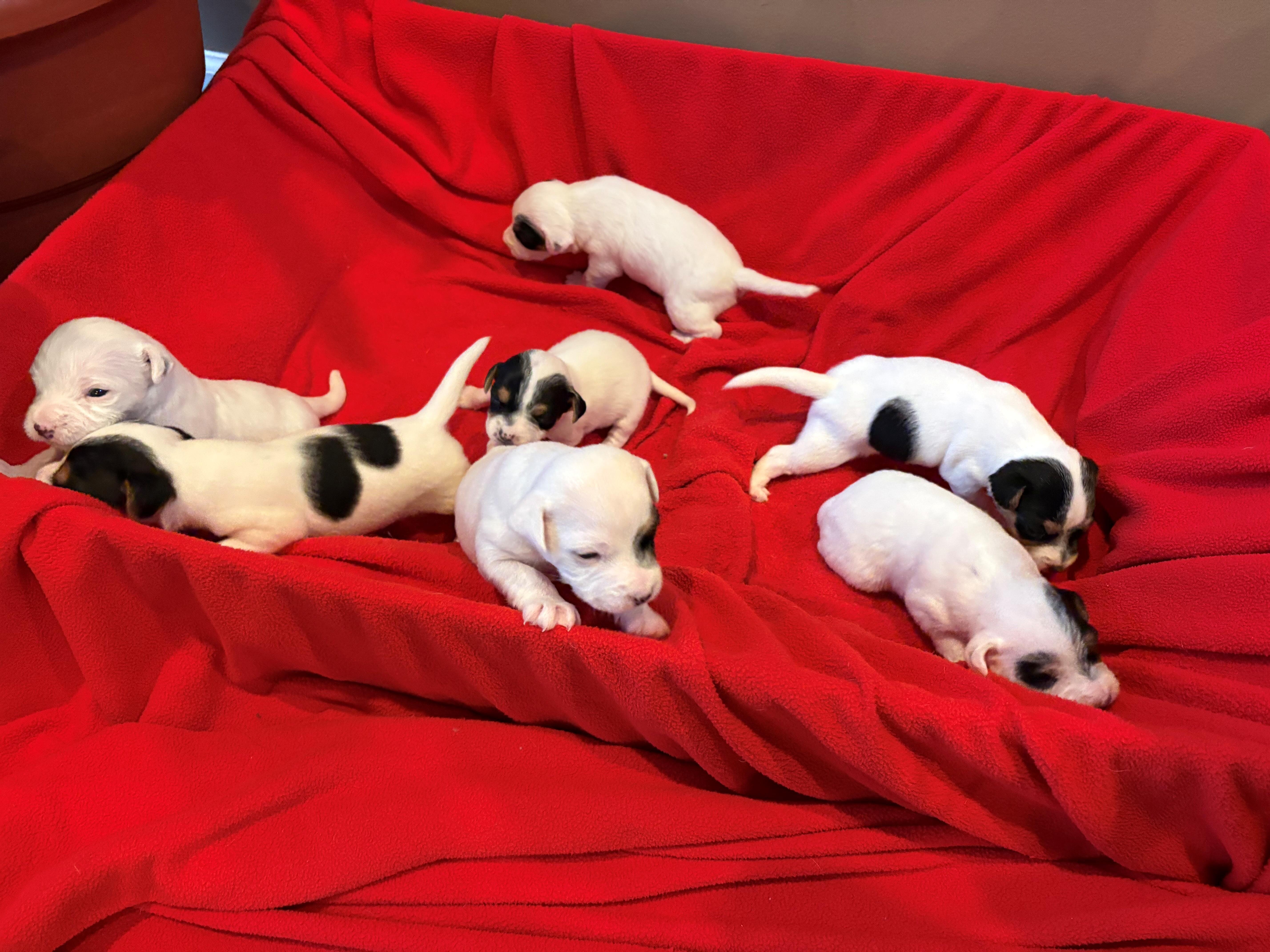 Jack Russell Puppies (Parents JRTCA Registered) image 1