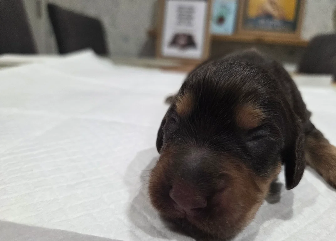 English Registered Cocker Spaniel Puppies 4U image 7