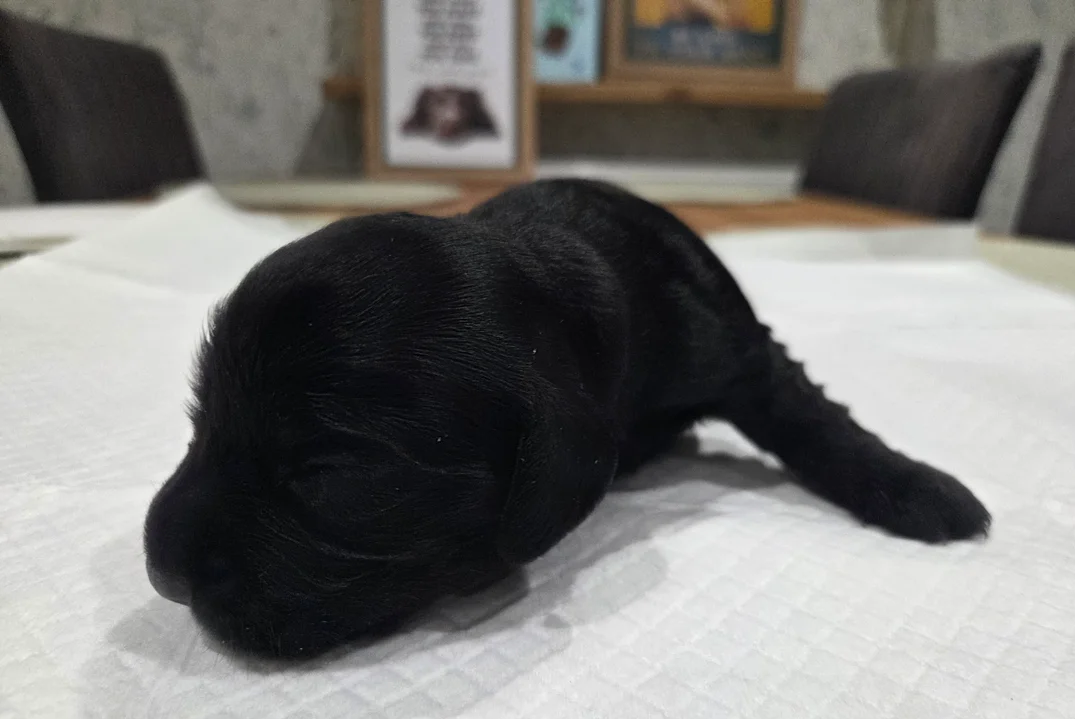 English Registered Cocker Spaniel Puppies 4U image 8