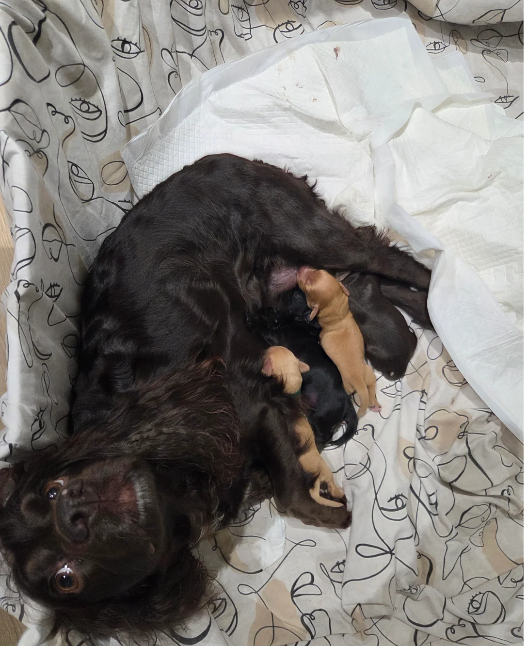 English Registered Cocker Spaniel Puppies 4U image 1