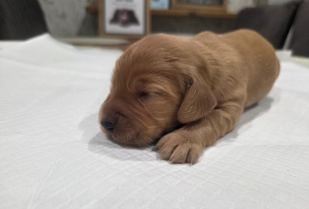 English Registered Cocker Spaniel Puppies 4U image 2
