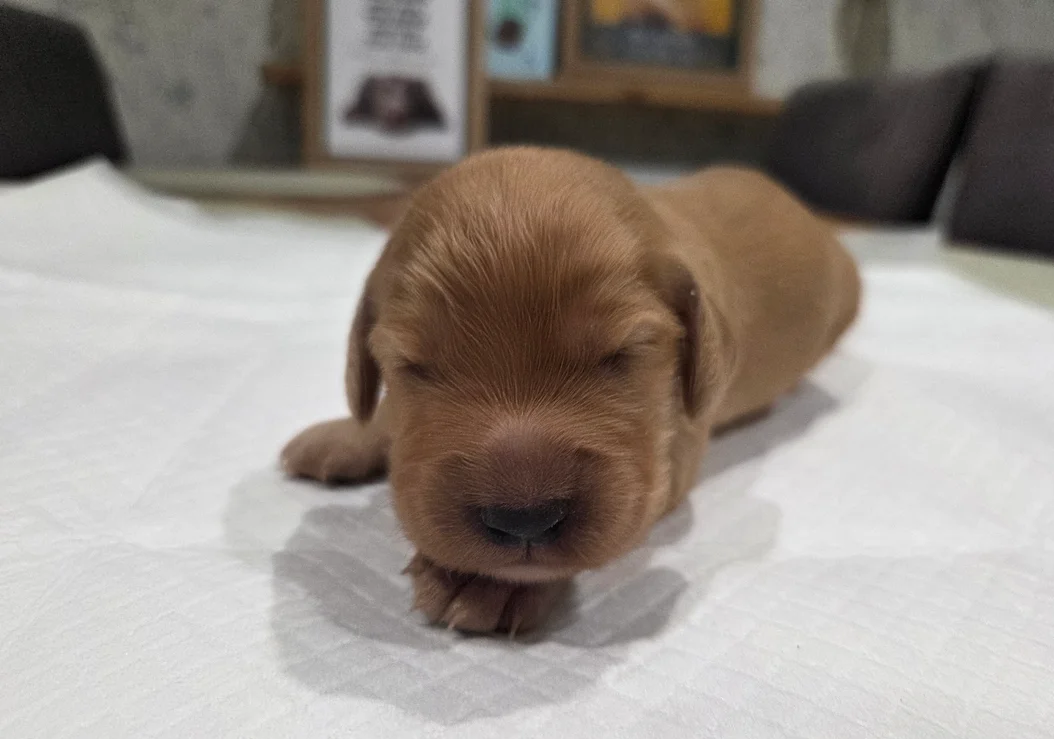 English Registered Cocker Spaniel Puppies 4U image 3