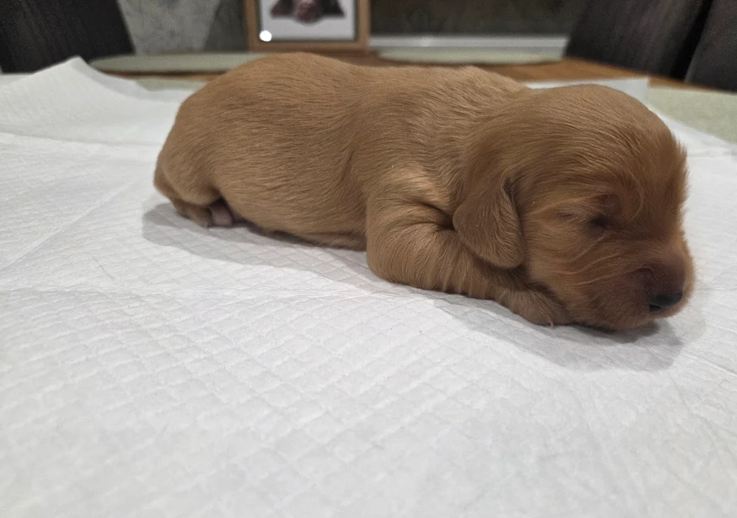 English Registered Cocker Spaniel Puppies 4U image 4