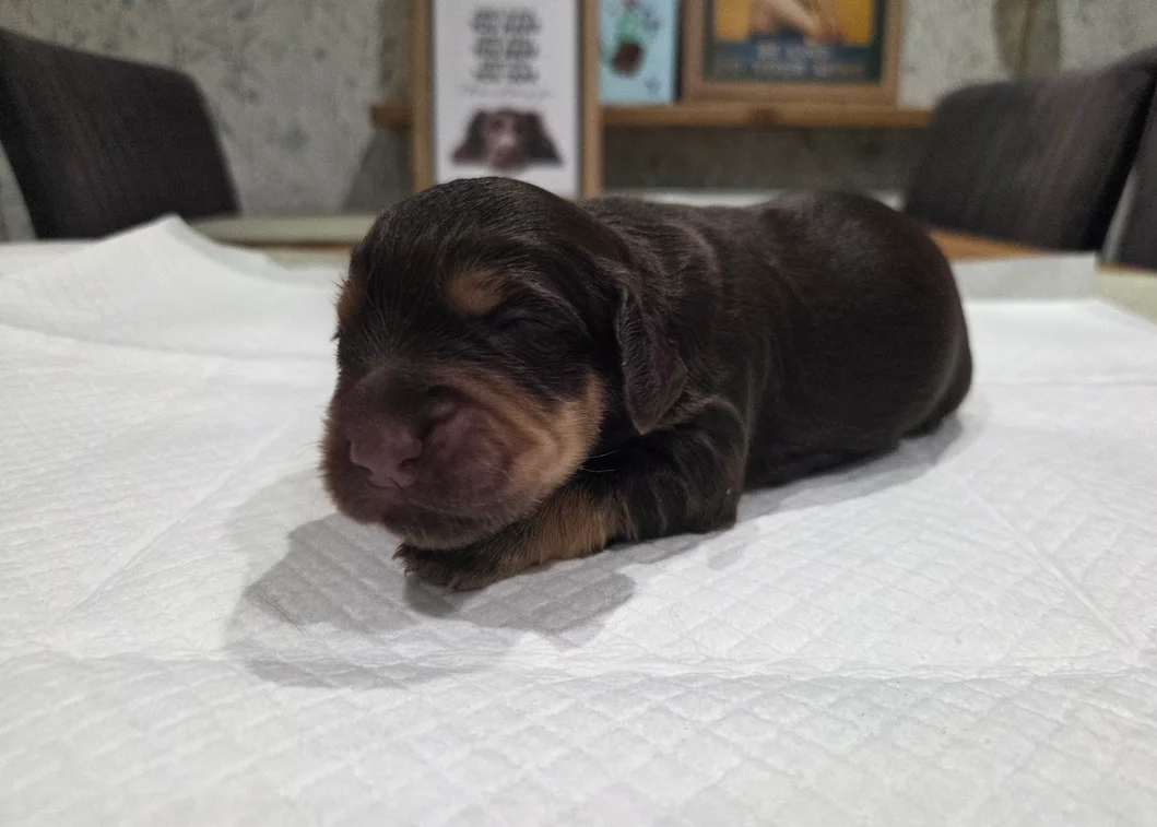 English Registered Cocker Spaniel Puppies 4U image 5