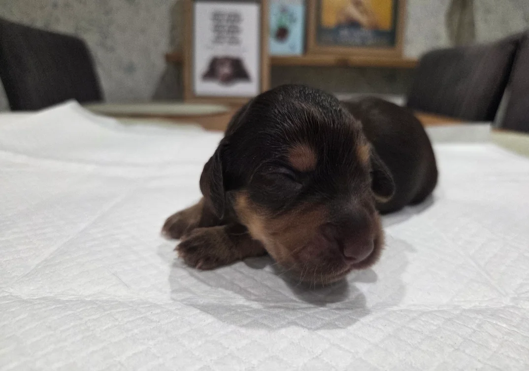 English Registered Cocker Spaniel Puppies 4U image 6
