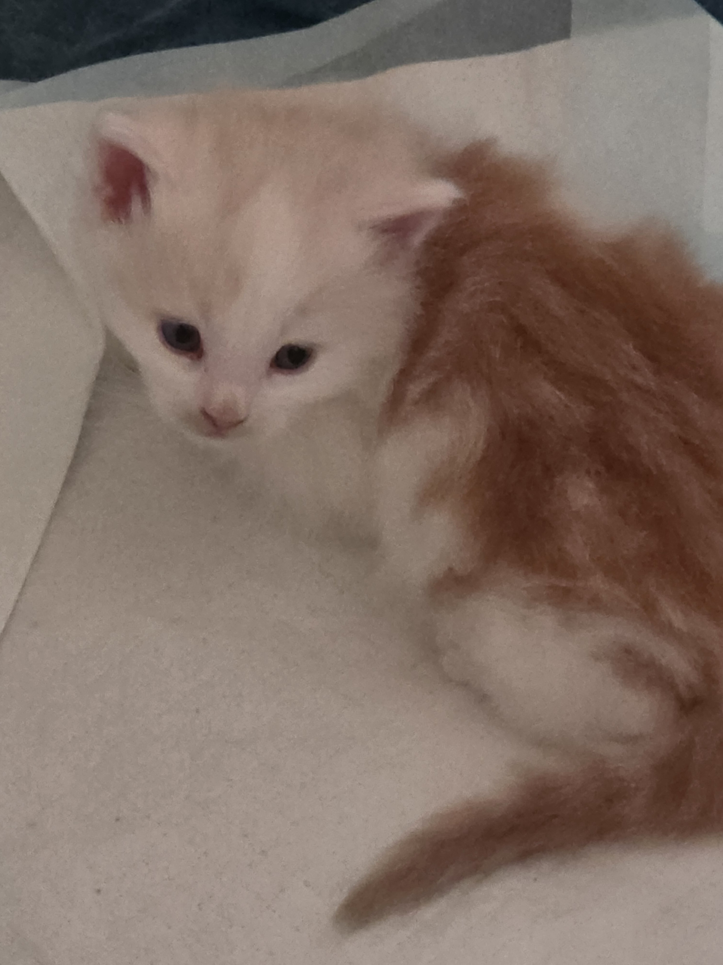 Maine coon kittens image 7