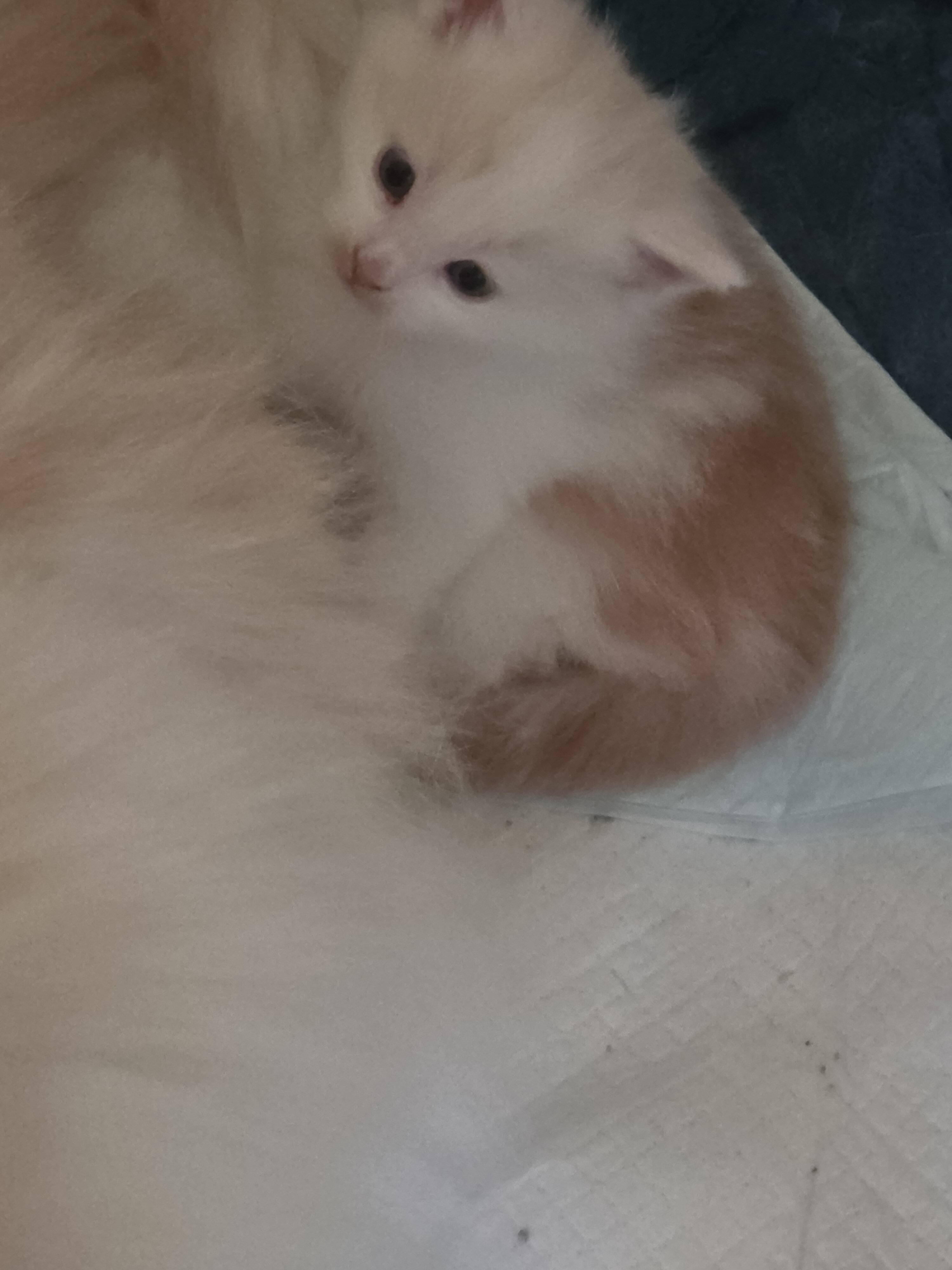 Maine coon kittens image 6