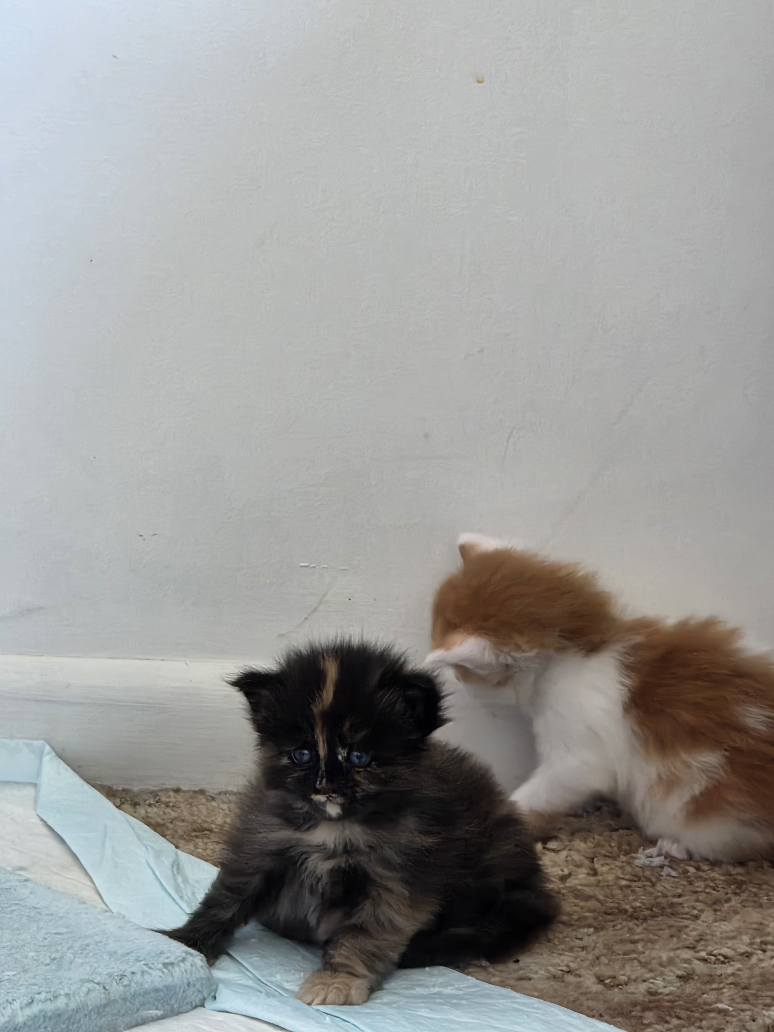 Maine coon kittens image 5