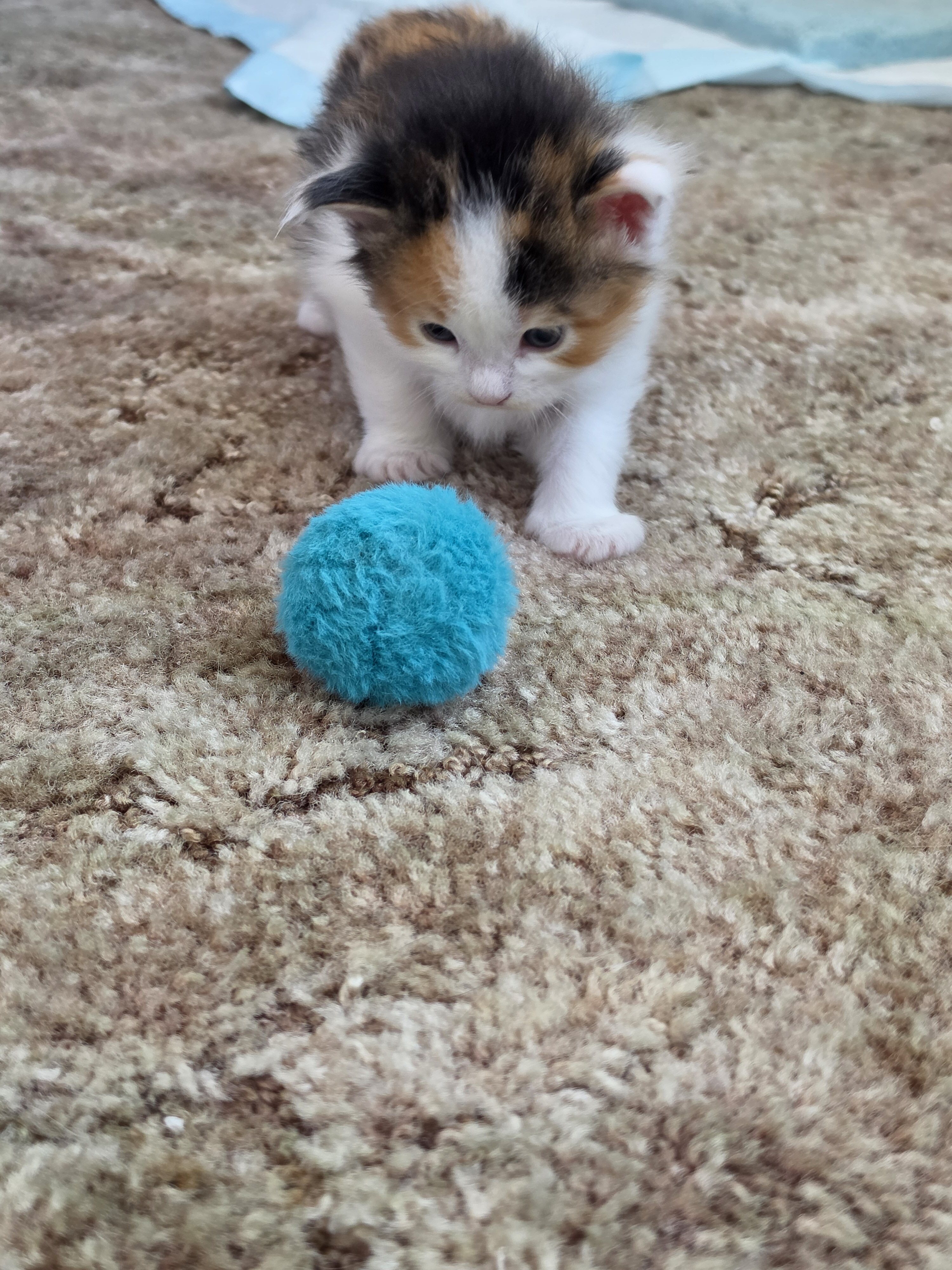 Maine coon kittens image 3