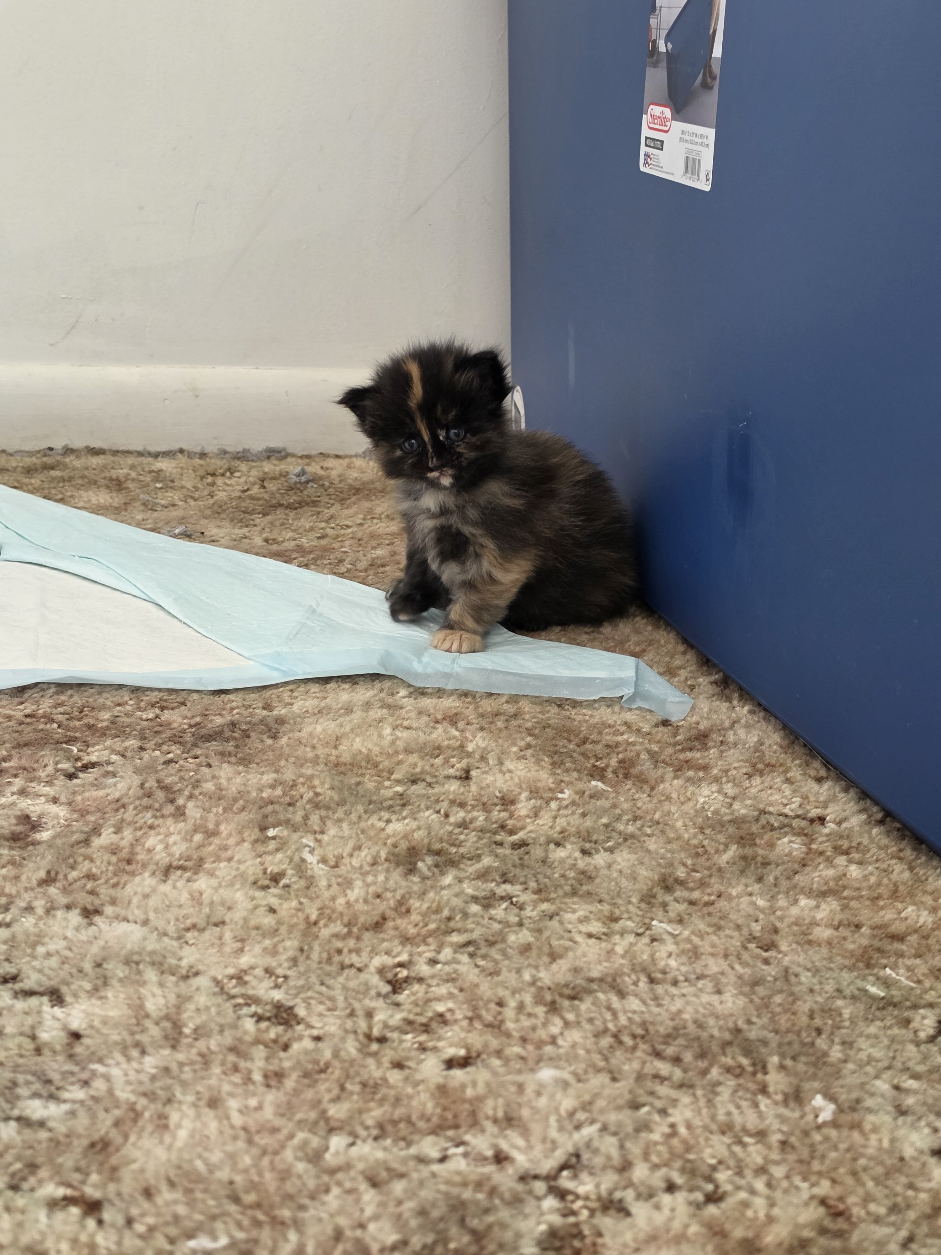 Maine coon kittens image 4
