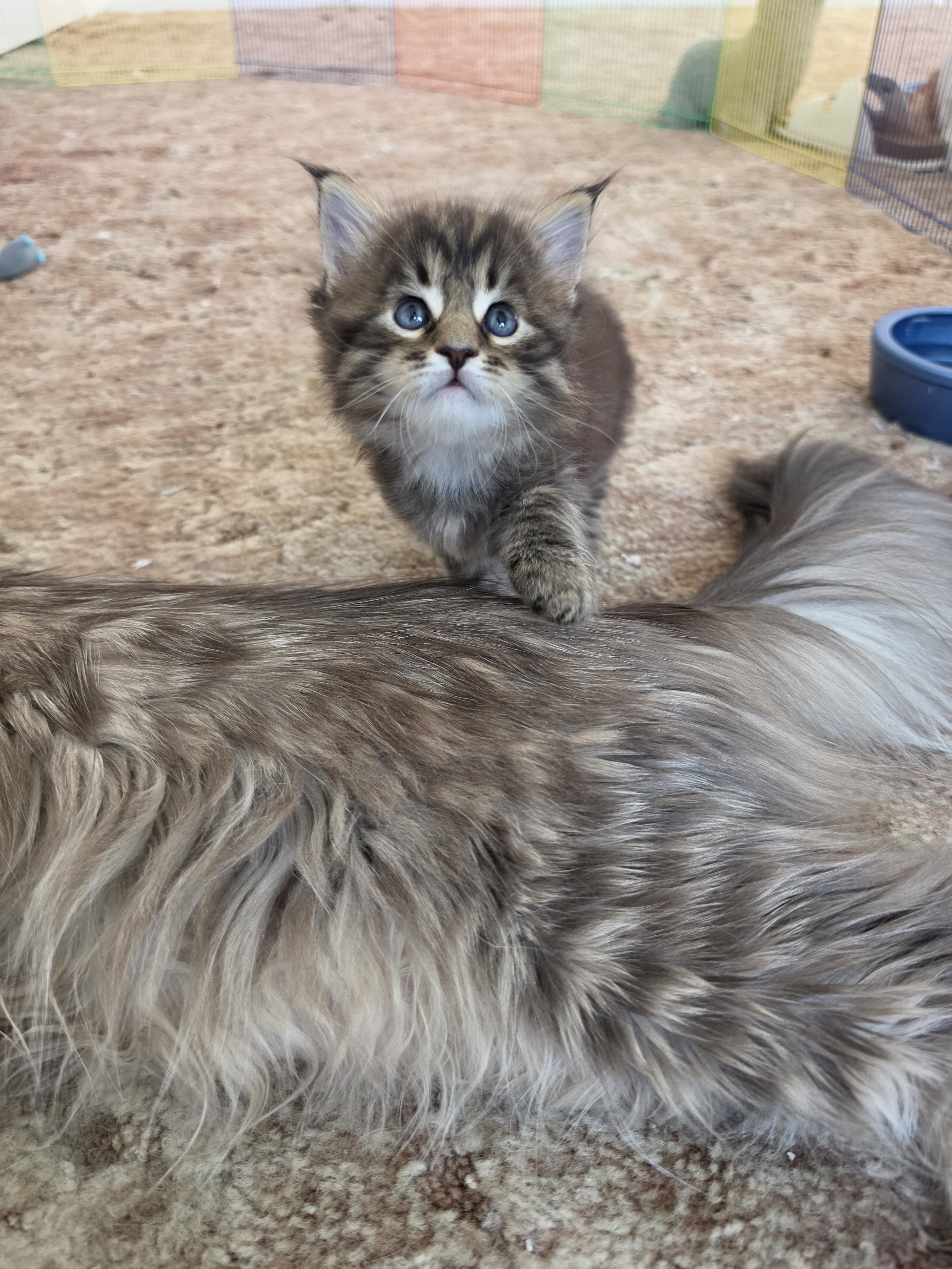 Maine coon kittens image 1
