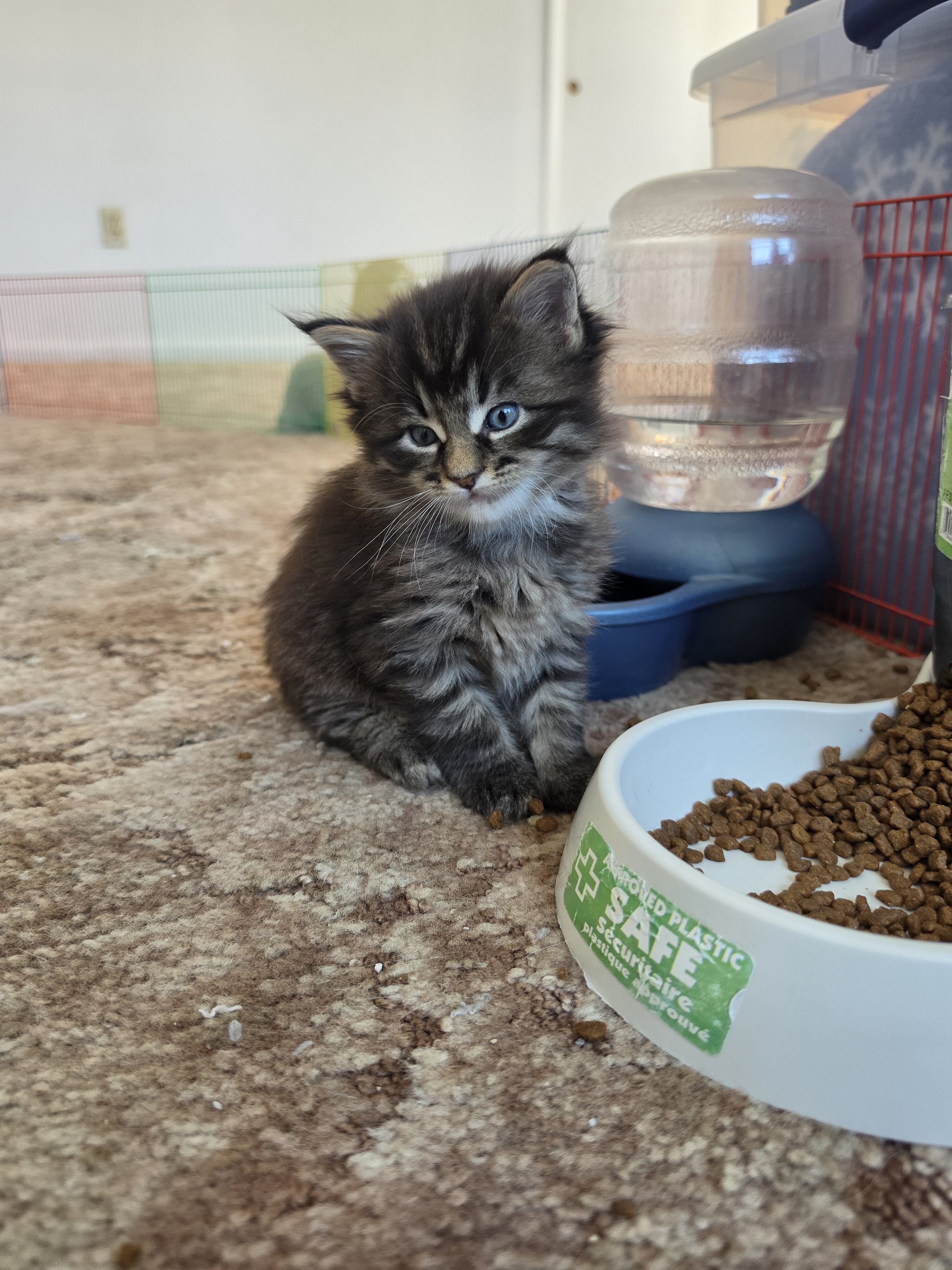 Maine coon kittens image 2